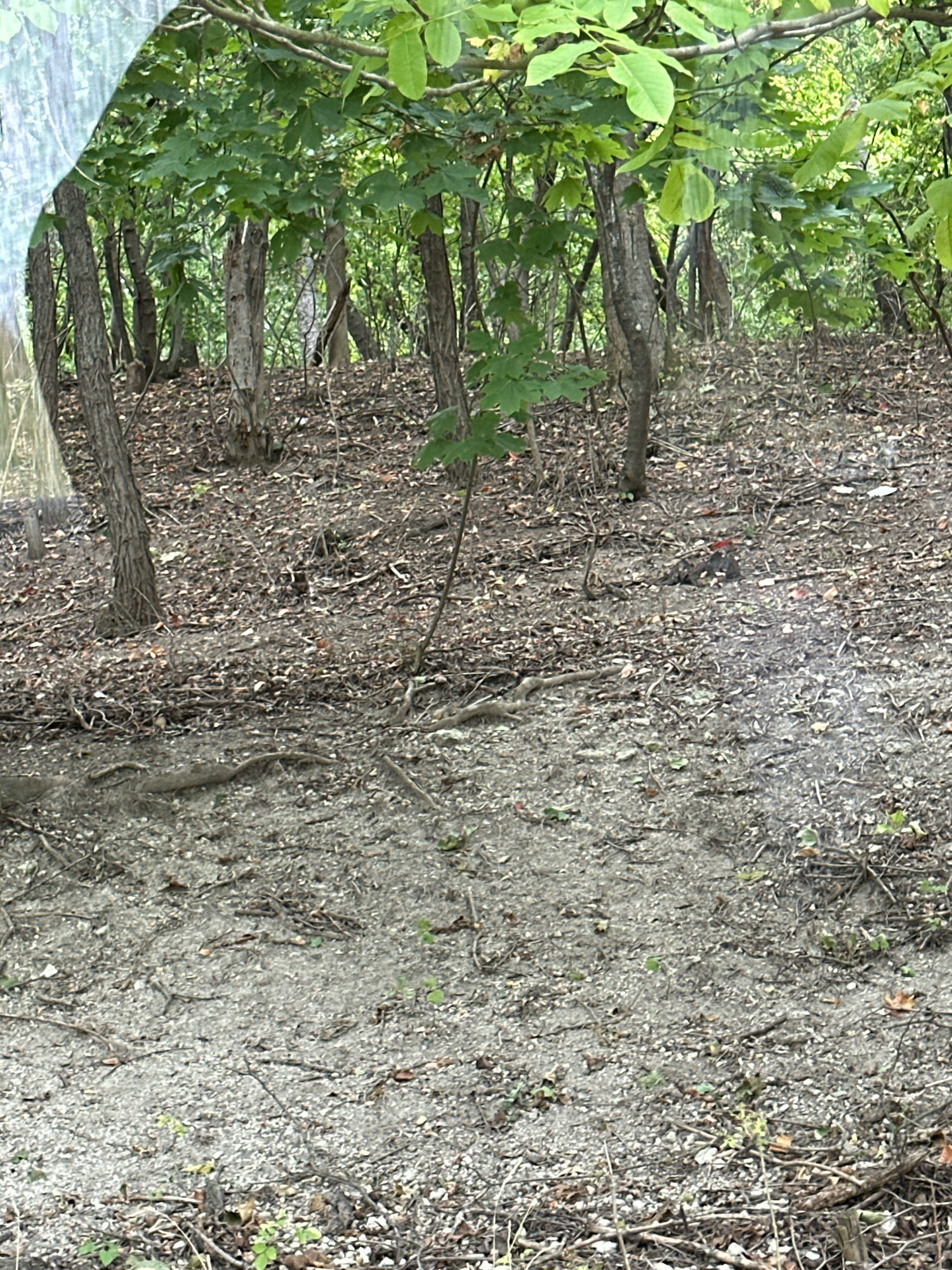 The image shows a wooded area with a ground covered in dry leaves and twigs. There are several trees with brown bark and green leaves. In the mid-ground, a bird with dark plumage and a red crest is visible on the ground. The lighting suggests it is daytime. The scene depicts a natural environment within a forest, possibly on the outskirts of Makiv, Ukraine.