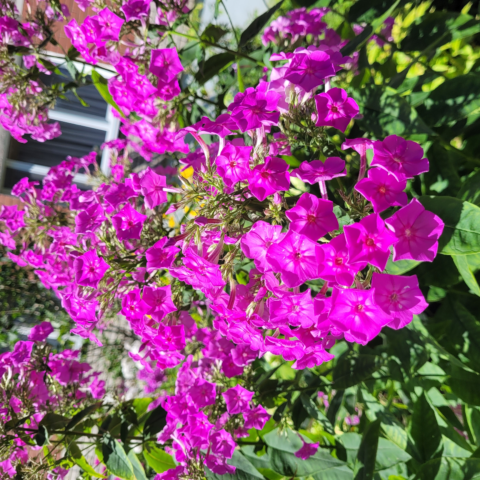 The image shows a close-up view of a cluster of vibrant pink phlox flowers in bloom, set against a blurred background of greenery and a partial view of a building with windows. The flowers are densely packed, with individual petals clearly visible, some facing the camera directly, others at an angle. Sunlight highlights the texture and deep pink color of the petals, with some areas appearing lighter due to the illumination. The leaves are dark green and also blurred, creating a bokeh effect that emphasizes the flowers. The background suggests an outdoor setting, possibly a garden or park, with hints of architectural elements, including a brick wall and white-trimmed windows. The overall impression is one of natural beauty and summery abundance. This scene is not explicitly located in Jurmala, Latvia, as the image does not contain any geographically specific identifiers.
