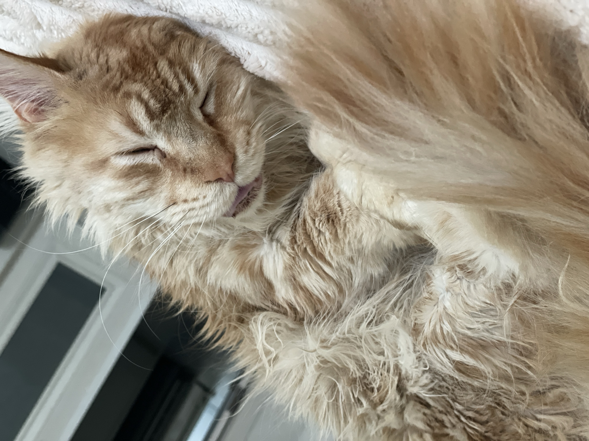 A close-up, eye-level, indoor shot shows a ginger-colored cat sleeping soundly on a white, textured surface, likely a blanket or towel. The cat is curled up, with its head resting to the right, and its eyes closed. Its mouth is slightly open, with a bit of its pink tongue visible. The cat's fur is long and fluffy, with variations in shades of ginger and cream. White whiskers fan out from its face. The background is out of focus, showing glimpses of vertical structures, possibly doors or windows, and a dark horizontal surface, suggesting an indoor environment. The scene is devoid of any signs of human presence or activity. The location in Rozsoshentsi, Ukraine, is not discernible from the provided image.