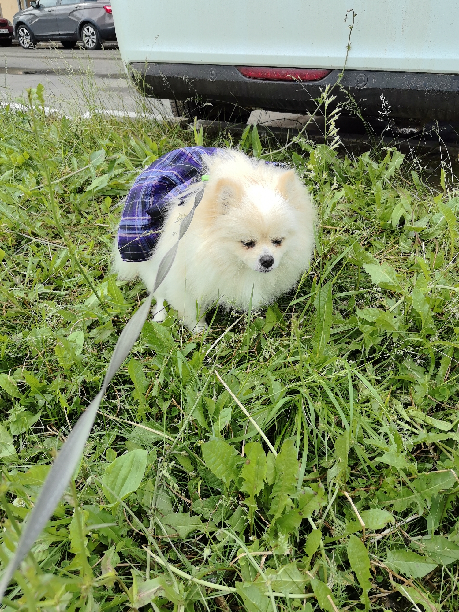 A fluffy white Pomeranian dog, wearing a purple plaid dog coat, stands on a grassy area next to a white car. A gray leash extends from the dog towards the bottom left of the frame. In the background, a gray car is parked on a paved surface. The scene appears to be an outdoor environment in the city of Neftekamsk, Russia, likely a residential area or parking lot.