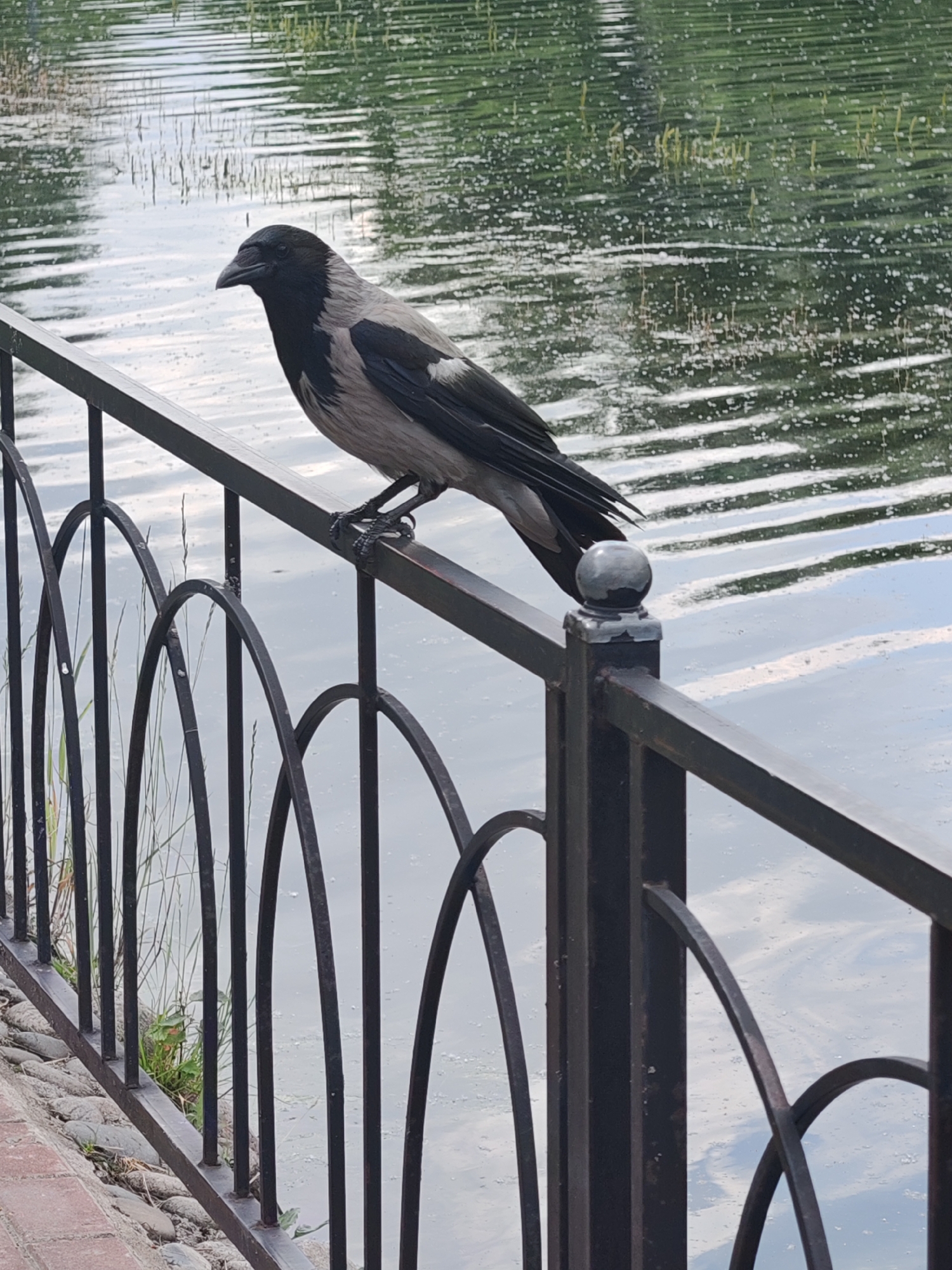 A hooded crow is perched on a black metal railing next to a body of water. The crow is facing left and its feathers are a mix of gray and black. The railing has decorative arched elements and a spherical finial on one of the posts. The water in the background is rippled and reflects the light, with some green foliage visible on the surface and along the banks. The area in front of the railing appears to be paved with stones and bricks.