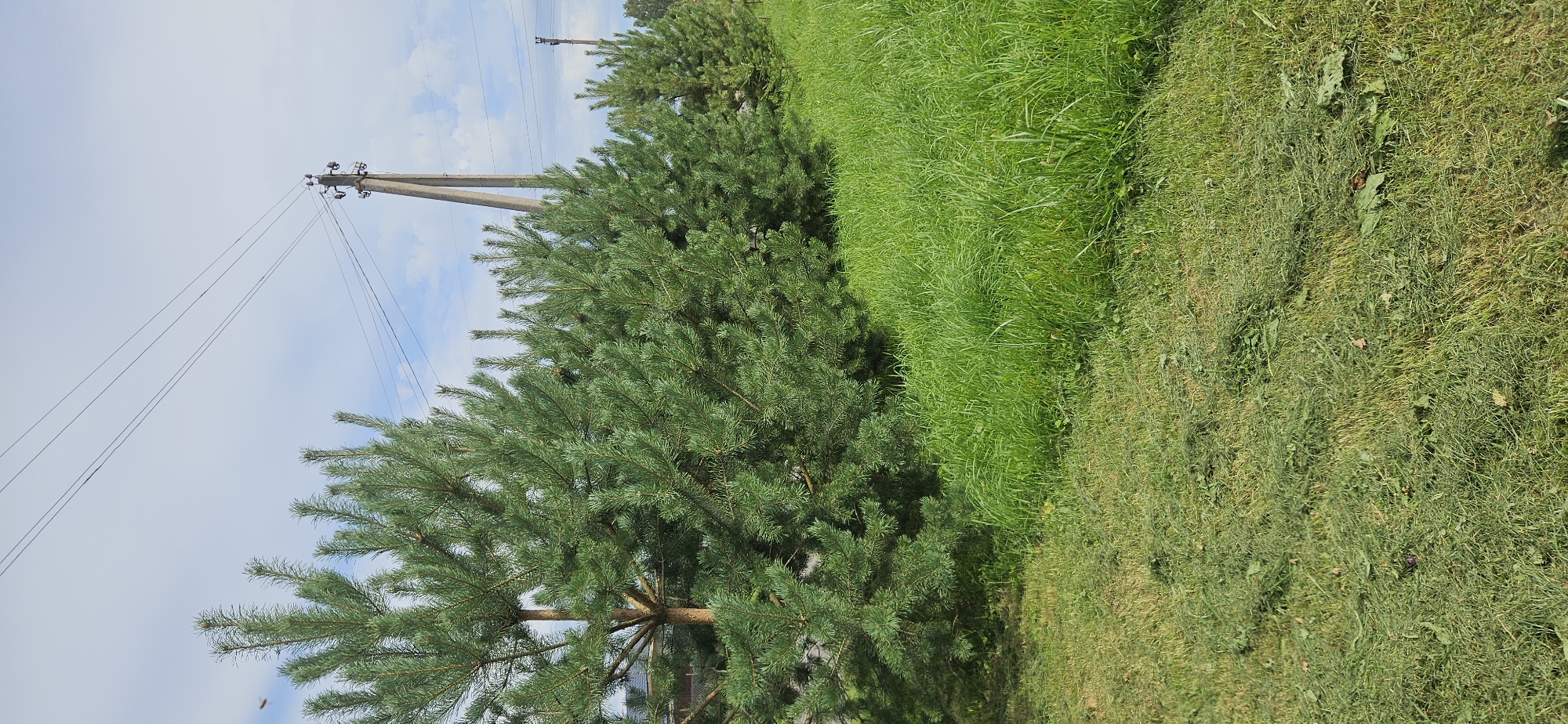 The image depicts a row of pine trees bordering a rural area with a power line pole in the background. The foreground is a patch of freshly cut green grass with some uncut tall grass to the right. The sky is partly cloudy and blue. The scene appears to be in a quiet, natural setting, likely on the outskirts of the Мазалаўскі сельскі Савет in Belarus.