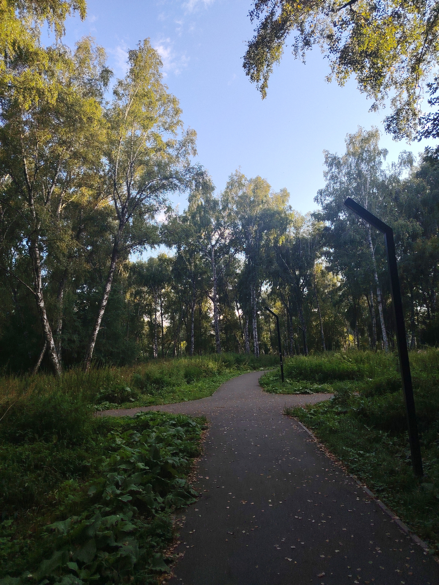 This is a photograph of a park pathway in the city of Kemerovo, Russia. The pathway is made of asphalt and is curved, leading through a densely wooded area. The trees are predominantly birch, with their characteristic white bark, and are covered in green leaves, suggesting it is late spring or summer. The undergrowth is lush and green, with some large-leafed plants visible along the edge of the path. There are two modern-style black lampposts visible along the right side of the path. The sky is blue with some scattered white clouds. The overall impression is one of a well-maintained, natural park environment.