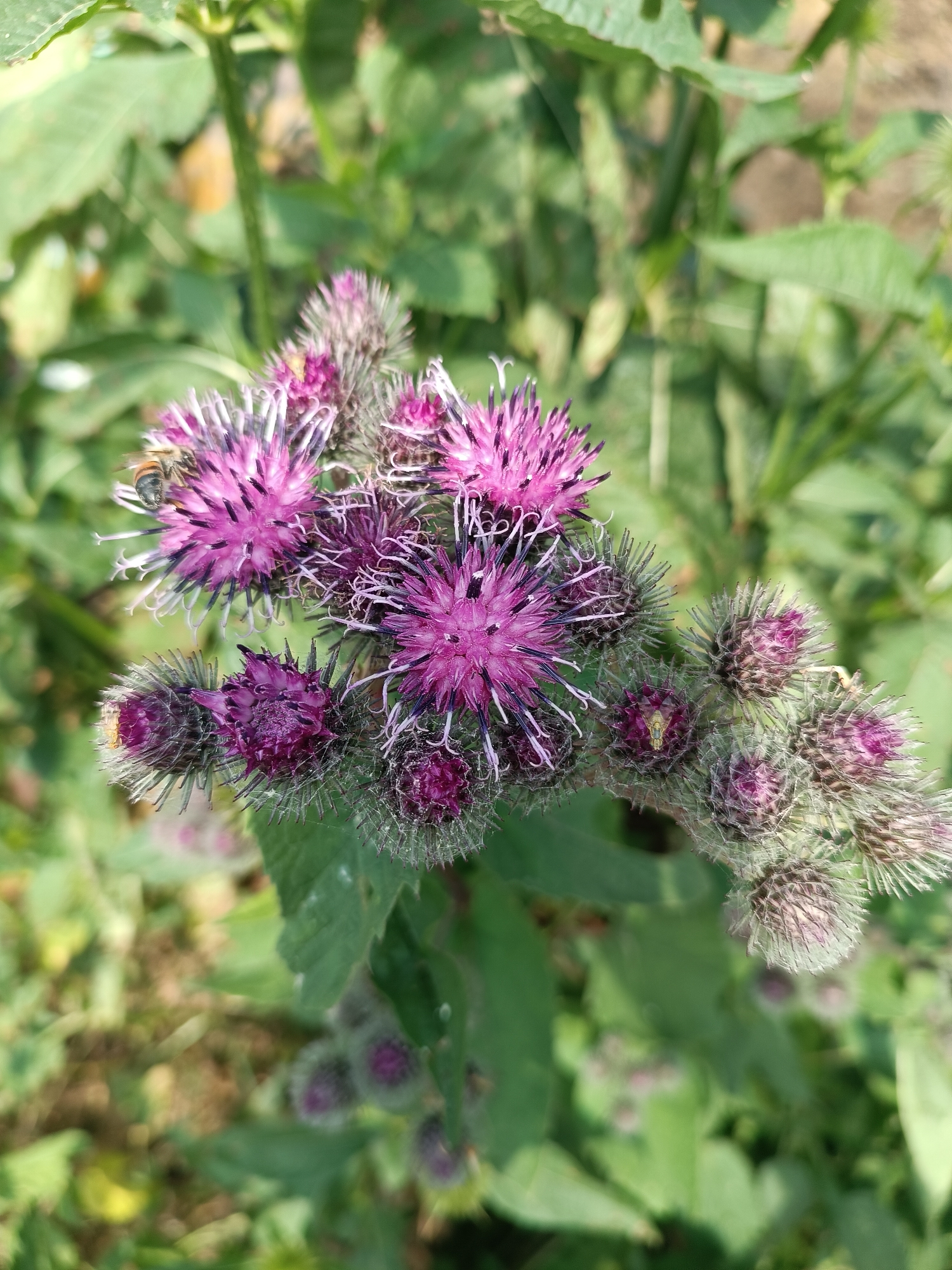 In Semyonovka, Armenia, a close-up shot focuses on a cluster of purple thistle flowers, some in full bloom with delicate white stamens and others in developing bud stages, encased in spiny green bracts. A single bee is visible on one of the open flowers, its body facing left, suggesting it is collecting nectar. The background consists of blurred green foliage and a hint of brown earth, indicating an outdoor, natural setting. The lighting suggests a sunny day, casting natural shadows and highlighting the textures of the flowers and the bee.