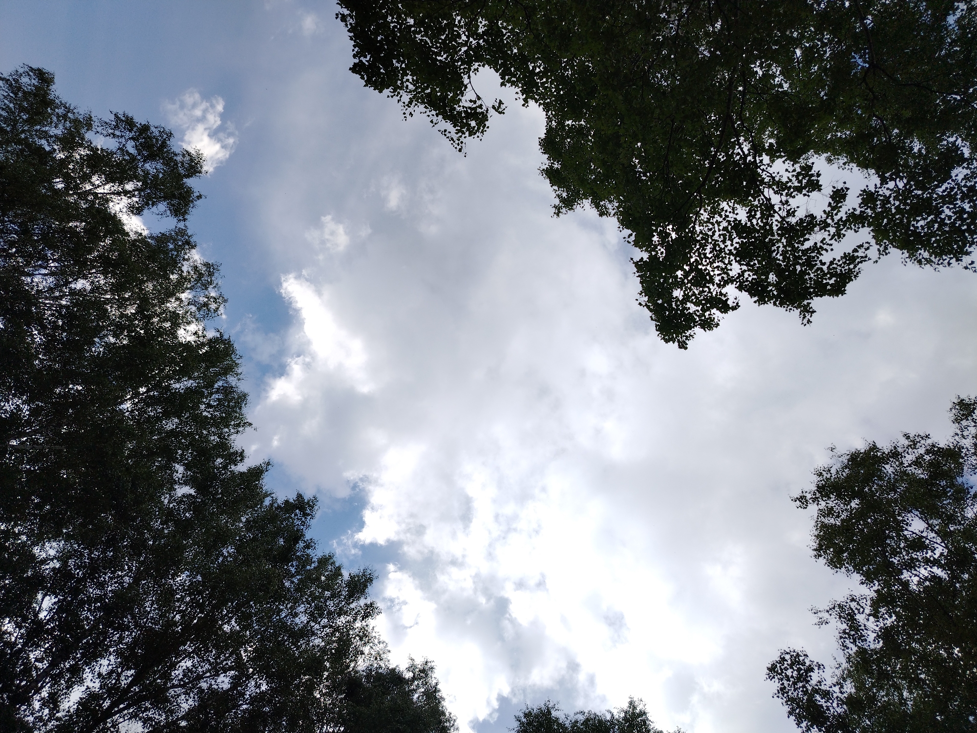 The image is a low-angle shot looking up at a cloudy sky partially obscured by the dark green foliage of trees. The sky exhibits a gradient from a lighter blue near the top to a pale gray filled with fluffy white clouds. The trees, appearing to be deciduous with dense leaf cover, frame the sky from the left, top, and right edges of the frame. Their branches are visible through the leaves in some areas. The lighting suggests it is daytime, with diffused light from behind the clouds. The scene appears to be an outdoor environment, possibly a park or a street lined with trees, located in Iodro, Russia. No people or specific structures are visible in the frame.