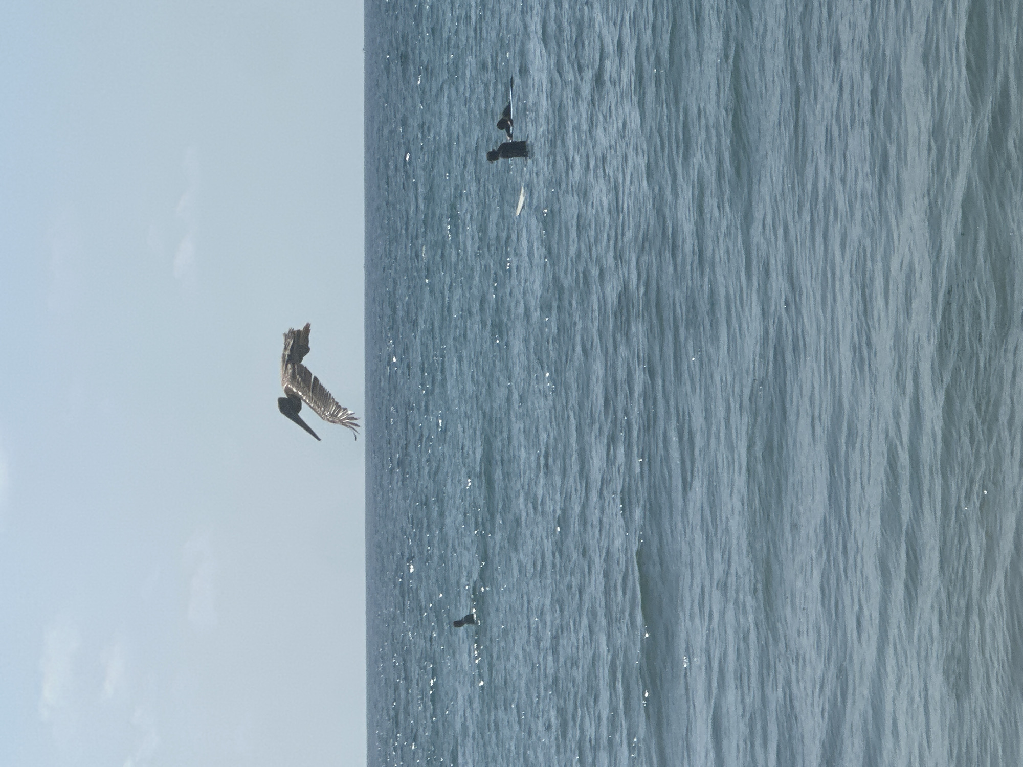 The scene captures a sunny sky over the ocean. On the left, a large bird with outstretched wings appears to be in flight. In the middle of the ocean, a bird is sitting on a log. The ocean is shimmering and rippled. The location is the city of Brisas de Zicatela, Mexico.