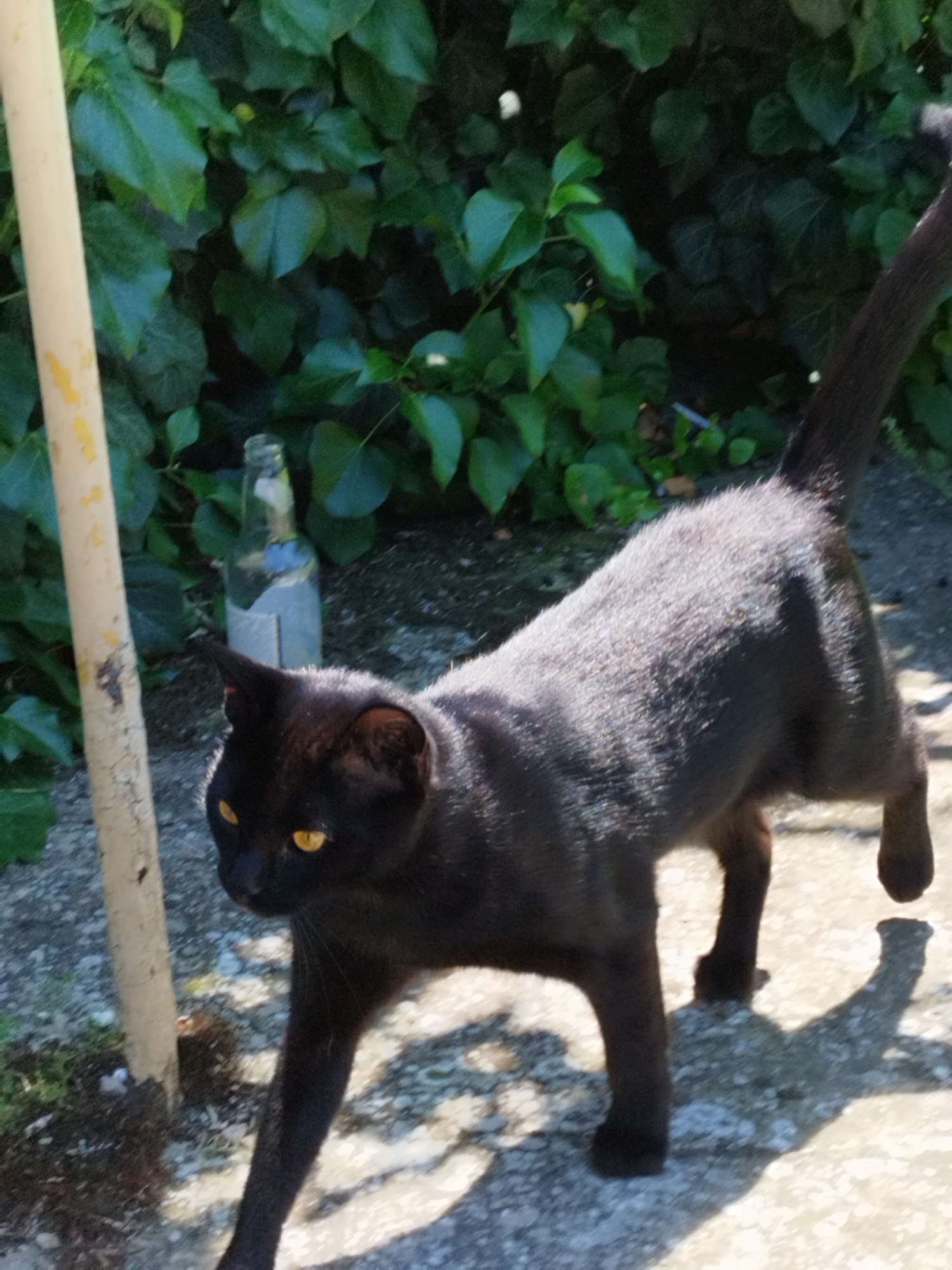 A black cat with bright yellow eyes walks across a sunlit paved surface in front of a dense green hedge. To the left of the cat, a light-colored pole is visible, and behind it, a clear glass bottle with a white label lies on its side. The cat's fur is short and appears somewhat tousled. The scene suggests an outdoor setting, possibly a garden or yard, with shadows cast by the cat and other elements indicating bright sunlight. The location is specified as Skadovsk, Ukraine.