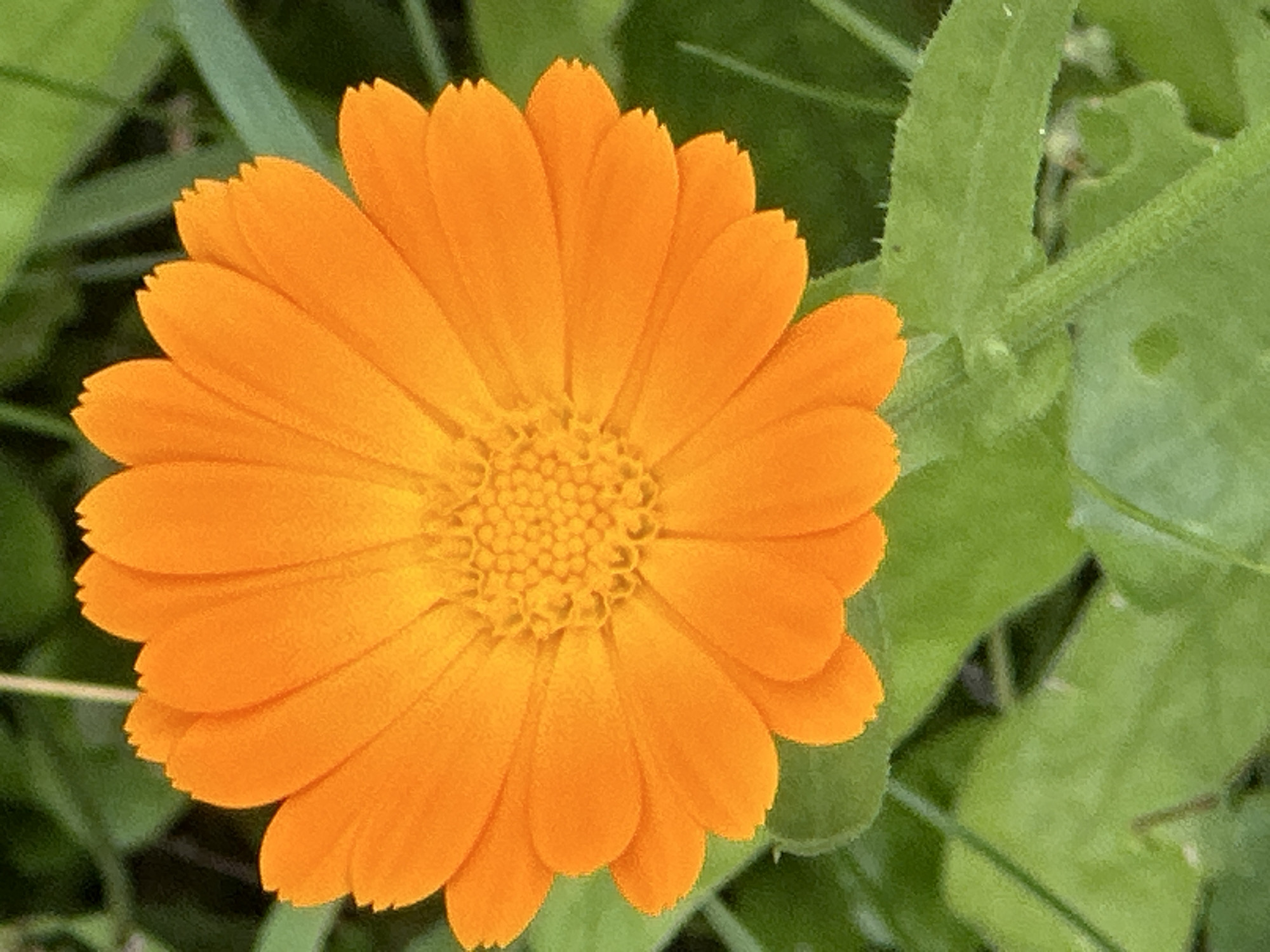 A close-up, eye-level shot features a vibrant orange calendula flower in full bloom against a blurred green background of foliage. The flower is centered, with its petals radiating outwards, displaying a detailed, textured surface. The center of the flower is a dense cluster of smaller, tightly packed yellow florets. The petals are broad and slightly curved, with notched tips. The surrounding leaves are a soft green, out of focus, and appear lush. The overall impression is one of natural beauty and simplicity. There are no people or identifiable landmarks present that would indicate a specific location in Podolsk, Russia.