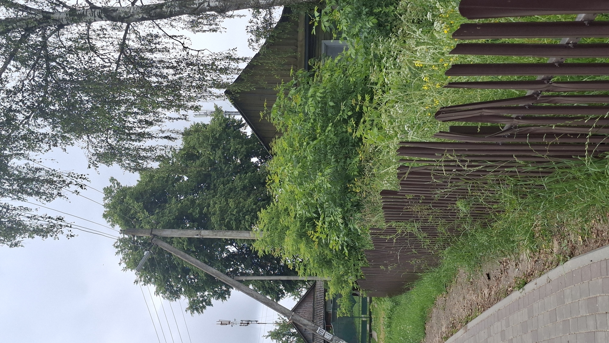The image depicts a view of a rural or suburban area in Smalyavichy, Belarus, on an overcast day. In the foreground, a paved walkway made of interlocking concrete pavers runs along the left side of the frame, bordering a dirt path and a weathered, dark brown metal picket fence. The fence is partially overgrown with tall green grass and wildflowers. Behind the fence, dense green foliage from various bushes and trees obscures the lower portions of structures.
Further back, a rustic wooden house with a dark, sloped roof and a visible window is partially visible through the greenery. To the left of the house, another wooden structure with a similar dark roof can be seen. Overhead, a concrete utility pole with multiple wires stretches across the frame. In the background, several tall trees with lush green leaves dominate the upper portion of the image, with a portion of a birch tree with white bark visible on the right. A cell tower antenna is also visible in the distance behind the trees. The overall impression is one of a somewhat unkempt, natural environment bordering a residential area. No people are present in the image.
