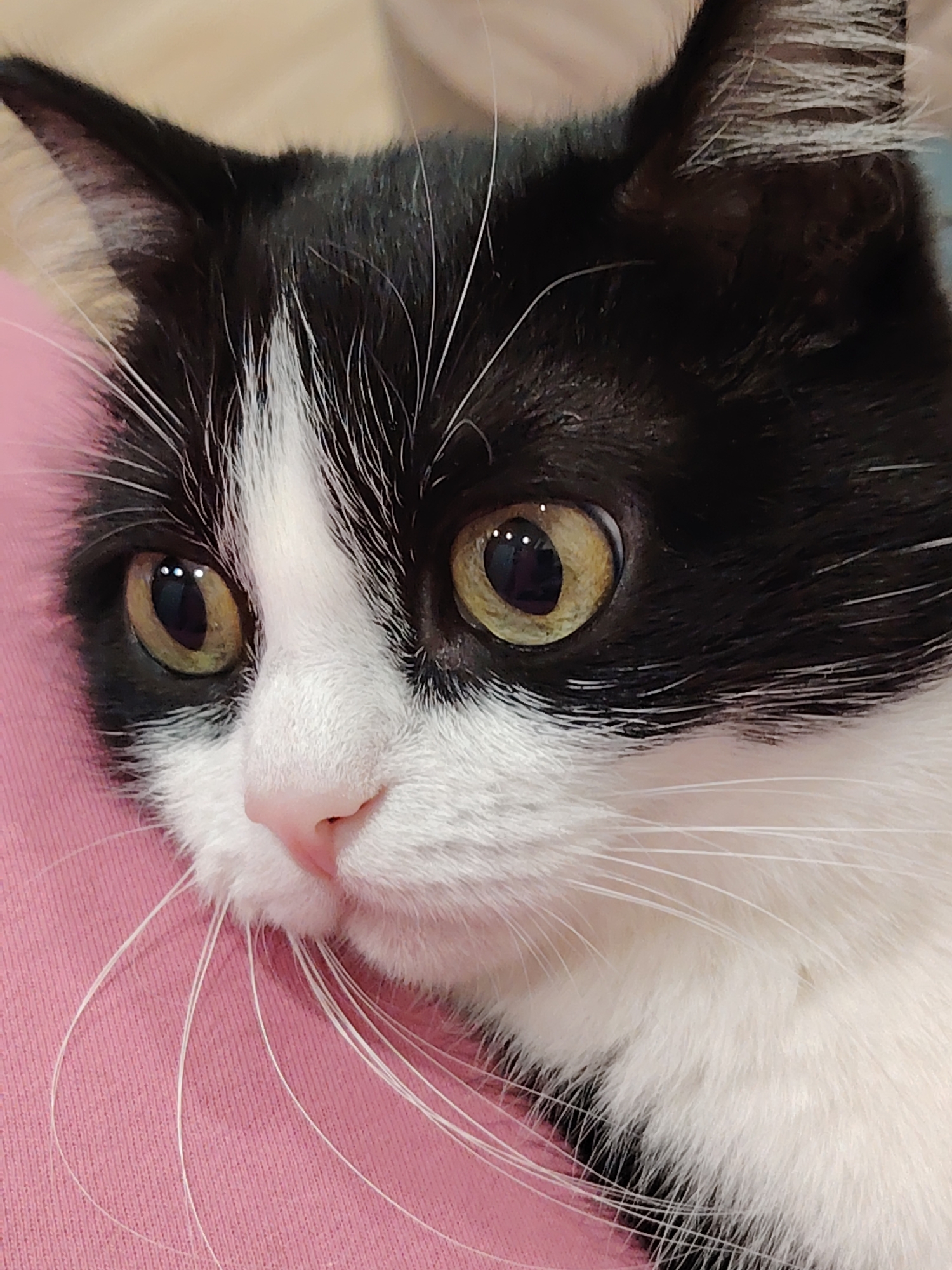 A close-up photograph depicts a black and white cat with striking yellow-green eyes. The cat is positioned on a pink surface, likely fabric. Its fur is predominantly black on the top of its head and around its eyes, contrasting with the white fur on its face and chest. The cat's nose is pink, and its long white whiskers are prominent. The background is blurred, suggesting a shallow depth of field. The location and specific details about the city are unknown from the image.