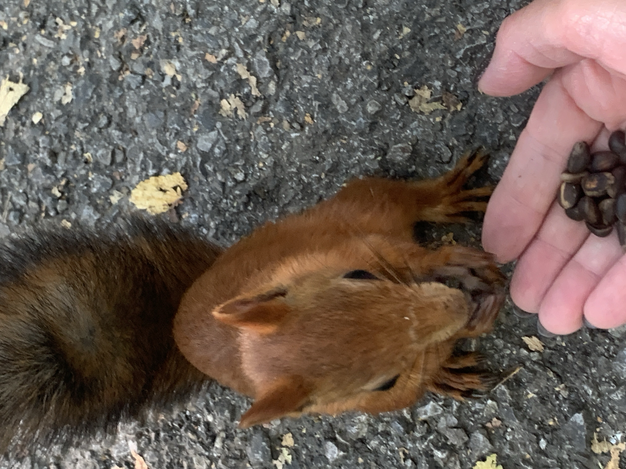 In Prokopyevsk, Russia, a close-up, high-angle shot shows a red squirrel perched on asphalt. The squirrel is facing the viewer and appears to be reaching for nuts held in a human hand. The squirrel's fur is a vibrant reddish-brown, and its bushy tail is visible behind its body. The asphalt ground is dark gray and textured with small stones and scattered dry leaves. The human hand in the foreground is holding a pile of dark, oval-shaped nuts. The image captures a moment of interaction between the wildlife and a human in an urban or park setting.