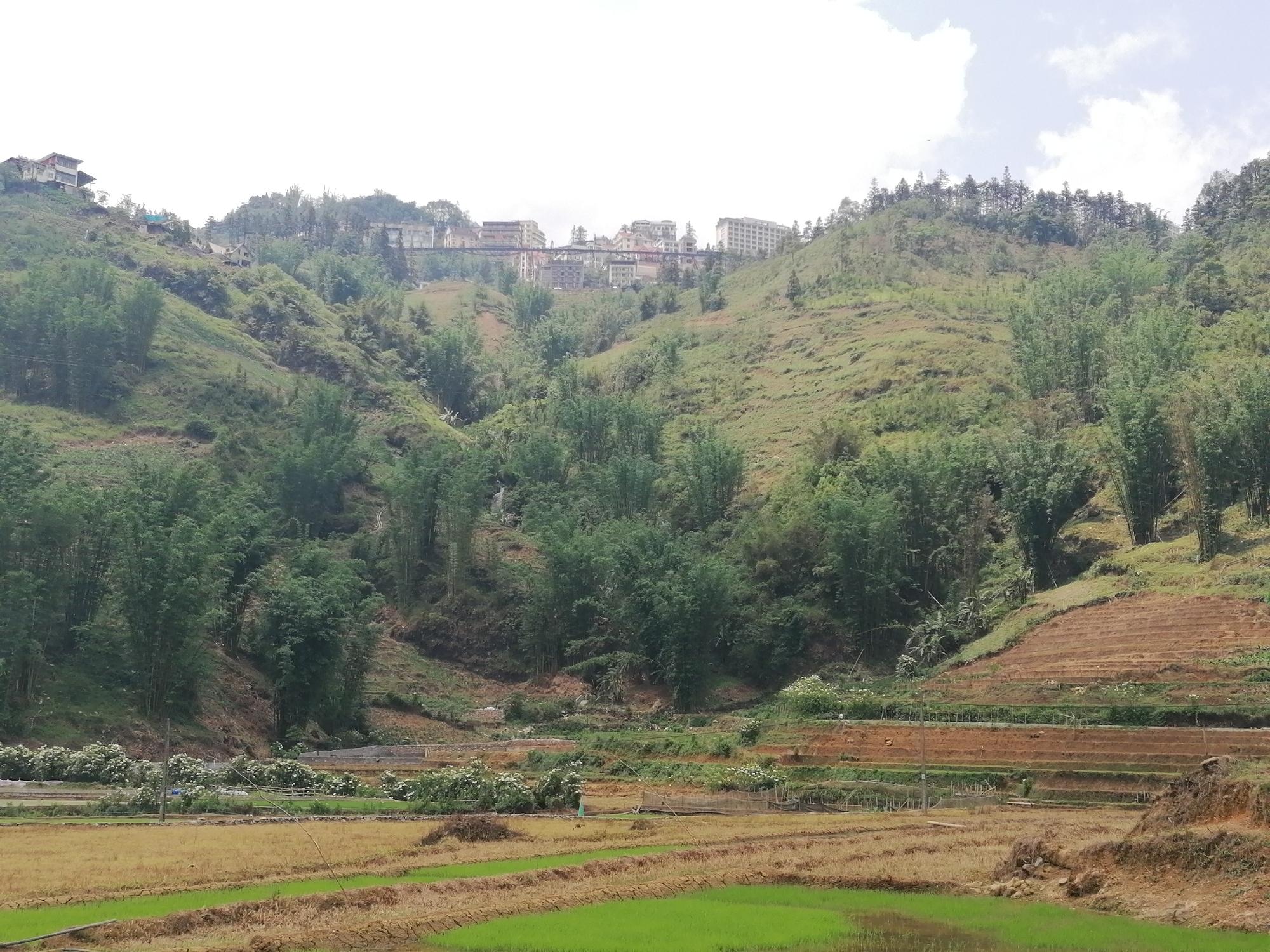 The image captures a view of the landscape in Cat Cat Village, Vietnam. The scene is dominated by lush green hills with buildings atop them, possibly hotels or residences. A structure resembling a bridge connects buildings on separate hills. Terraced rice fields are visible in the foreground, transitioning from golden brown harvested areas to patches of vibrant green, indicating active cultivation. Trees and vegetation are abundant throughout the scene, adding to the natural landscape. The sky is overcast with scattered clouds, suggesting a partly cloudy day.
