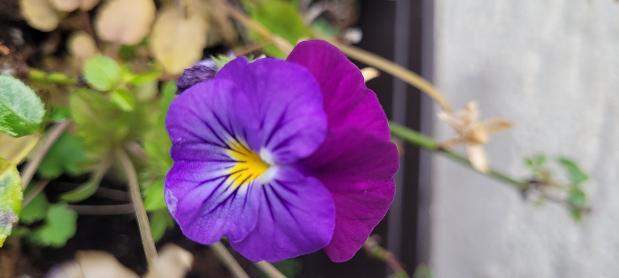 A close-up, eye-level shot focuses on a single, vibrant purple and yellow pansy flower. The flower's petals, in shades of deep violet and lighter purple, are detailed with thin, dark purple lines radiating from a bright yellow center. The background is softly blurred, with hints of green foliage, dry leaves, and a light-colored wall, suggesting an outdoor setting. The scene is captured in a natural light, with no people present. The image is taken from a garden or flowerpot in Dietzenbach, Germany.