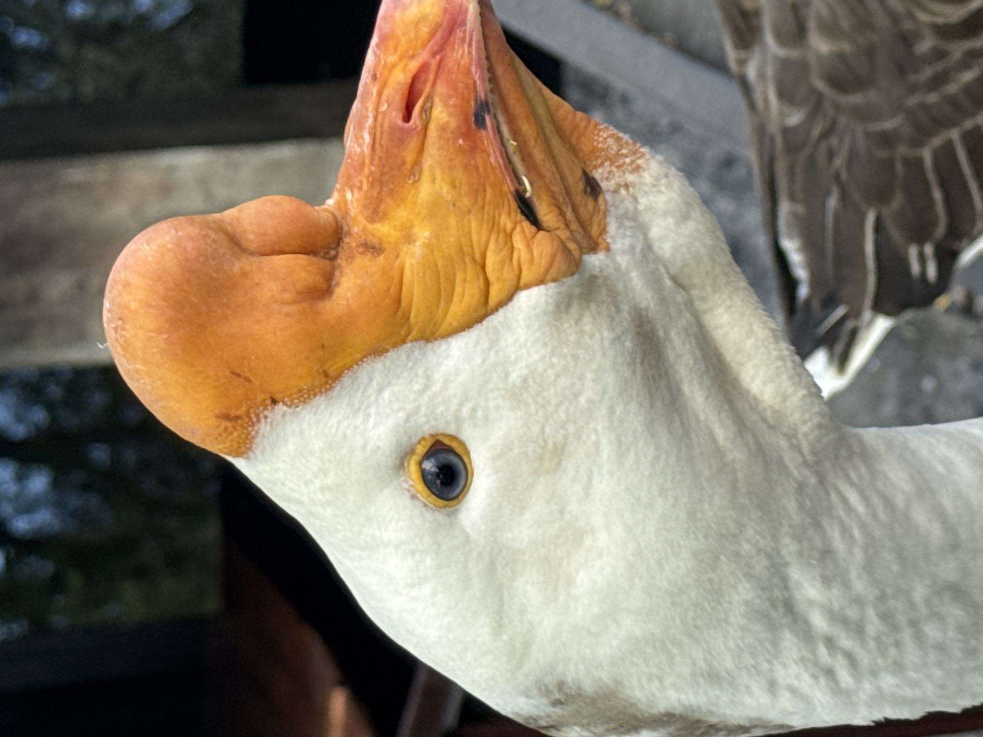 A close-up photograph shows the head and part of the neck of a white goose. The goose has a prominent orange bill with some black spots near the top. The goose's eye is visible and focused. The head and neck are covered in white feathers, and part of the wing of another goose is visible at the upper right of the frame. In the background, there are blurred images of foliage and what appears to be wooden fencing. There is no indication of Izhevsk, Russia in the image.