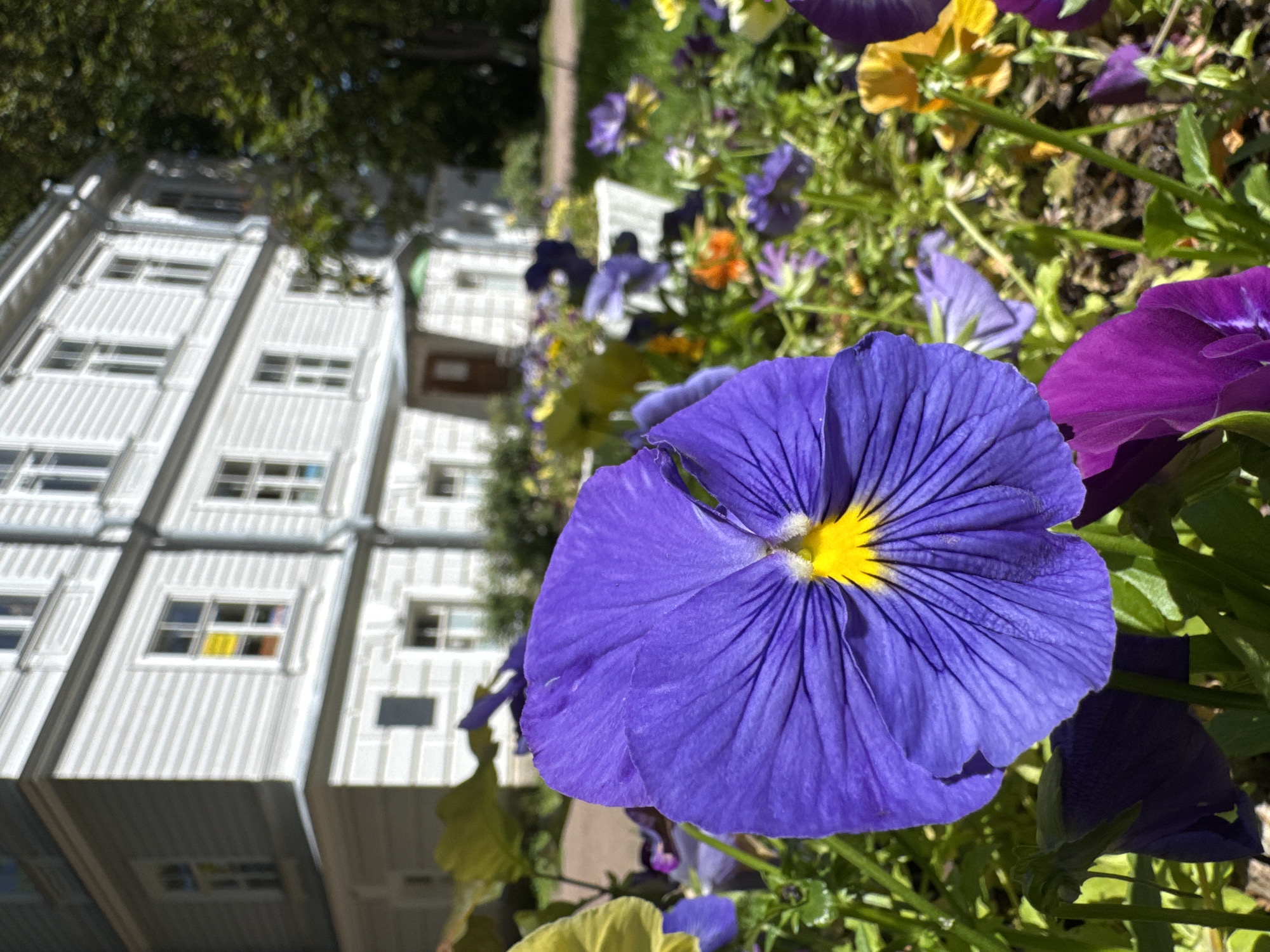 A close-up, eye-level shot captures a vibrant purple pansy in the foreground, its yellow center illuminated by sunlight. Behind it, a bed of various colored pansies, including purple, yellow, and orange, bloom. In the background, a large, light-colored building with white horizontal siding and numerous windows stands under a clear sky. The building appears to be an old, possibly historic structure, and the setting suggests a park or garden area within a city. The overall impression is one of a peaceful, sunlit outdoor scene. The specific location in St. Petersburg is not identifiable from the image.