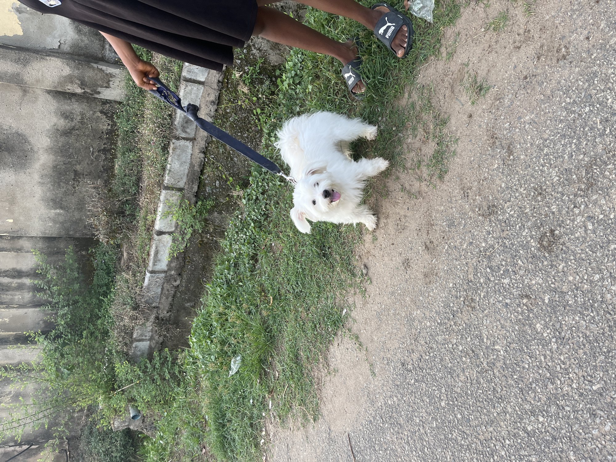 A person in a black dress and black Puma sandals holds a blue leash attached to a small, white Maltese dog with its tongue out. They are standing on a mix of grass, dirt, and asphalt. A weathered concrete wall is to the left, with overgrown vegetation at its base. The scene appears to be outdoors, potentially on a roadside or sidewalk. Without additional information, it is not possible to confirm the location within the city of Abuja, Nigeria.