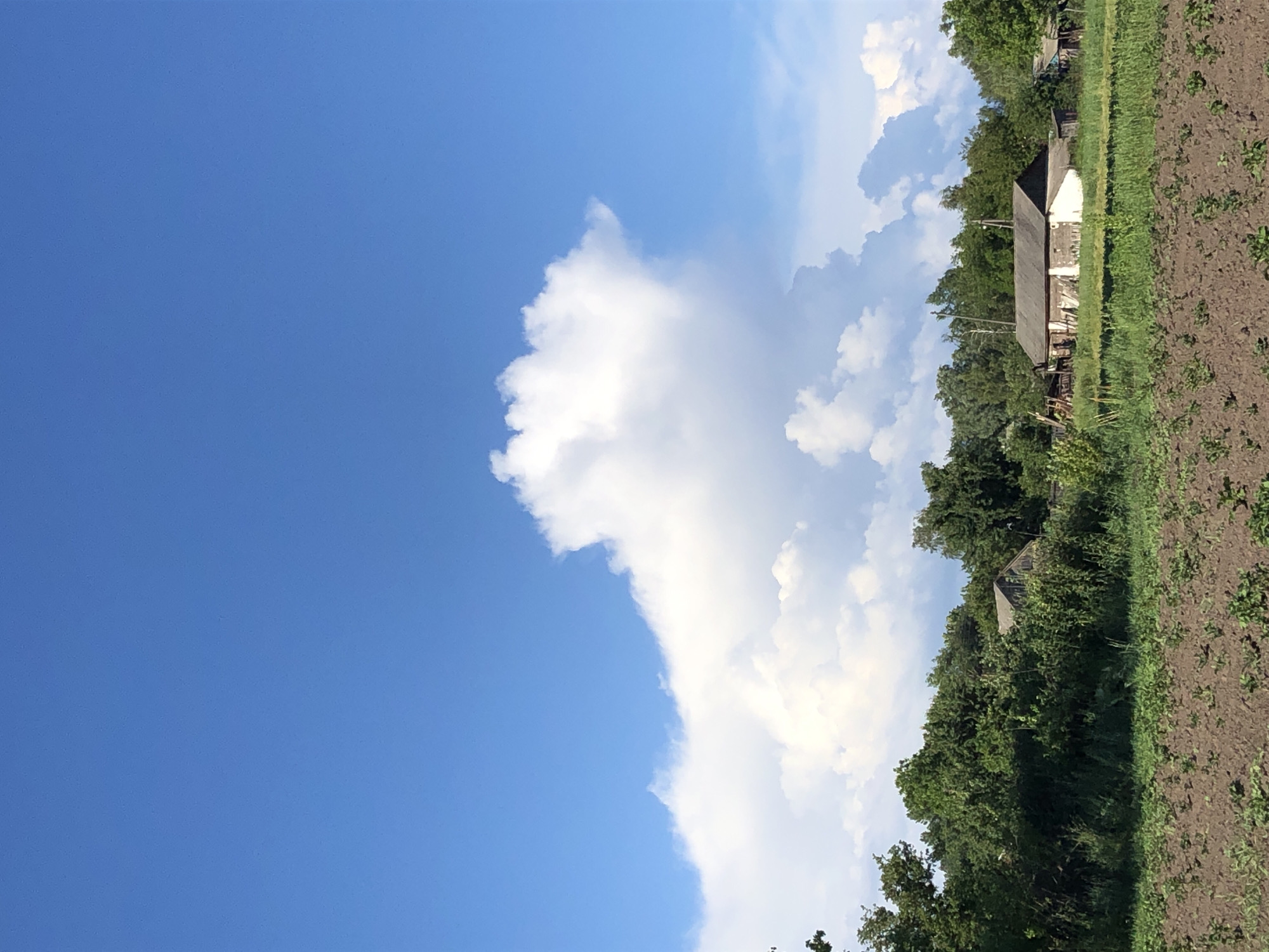 This is a vertically oriented, eye-level, full shot of a rural scene in Khmilnytsia, Ukraine. The sky dominates the left side of the frame, a clear, vibrant blue with a large, fluffy white cumulus cloud formation extending from the middle to the right. The right side of the image depicts a field with rich brown soil and some small green plants, suggesting it is a cultivated area, possibly a garden or young crop.
Adjacent to the field is a line of dense green trees, forming a natural border. Nestled within the trees, a weathered, single-story building with a dark roof and white walls is visible. The building appears rustic, with some structural elements showing signs of age. The overall impression is of a peaceful, rural landscape on a sunny day. The presence of the cultivated field and the simple building suggests a domestic or agricultural setting. The weather appears fair and bright, indicative of daytime, likely midday or early afternoon, given the quality of light. There is no visible text in the image. The scene evokes a sense of natural beauty and tranquility, common in rural Ukrainian settings.
