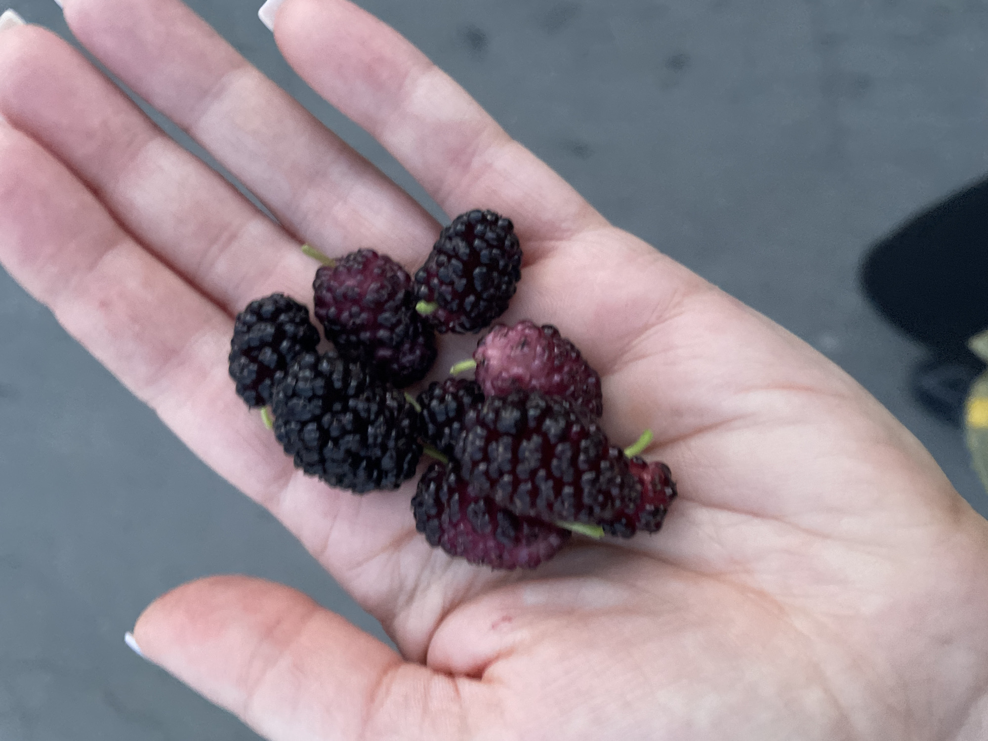 A close-up, over-the-shoulder shot shows a person's open hand, palm up, in the city of Rozsoshentsi, Ukraine. The hand is holding approximately seven dark purple and black mulberries. The mulberries vary slightly in color, with some showing a reddish hue, indicating ripeness. The background is a blurred, out-of-focus gray surface, likely pavement. The lighting suggests it is daytime, with no harsh shadows visible. The image is taken from a slightly elevated perspective, looking down at the hand and berries.