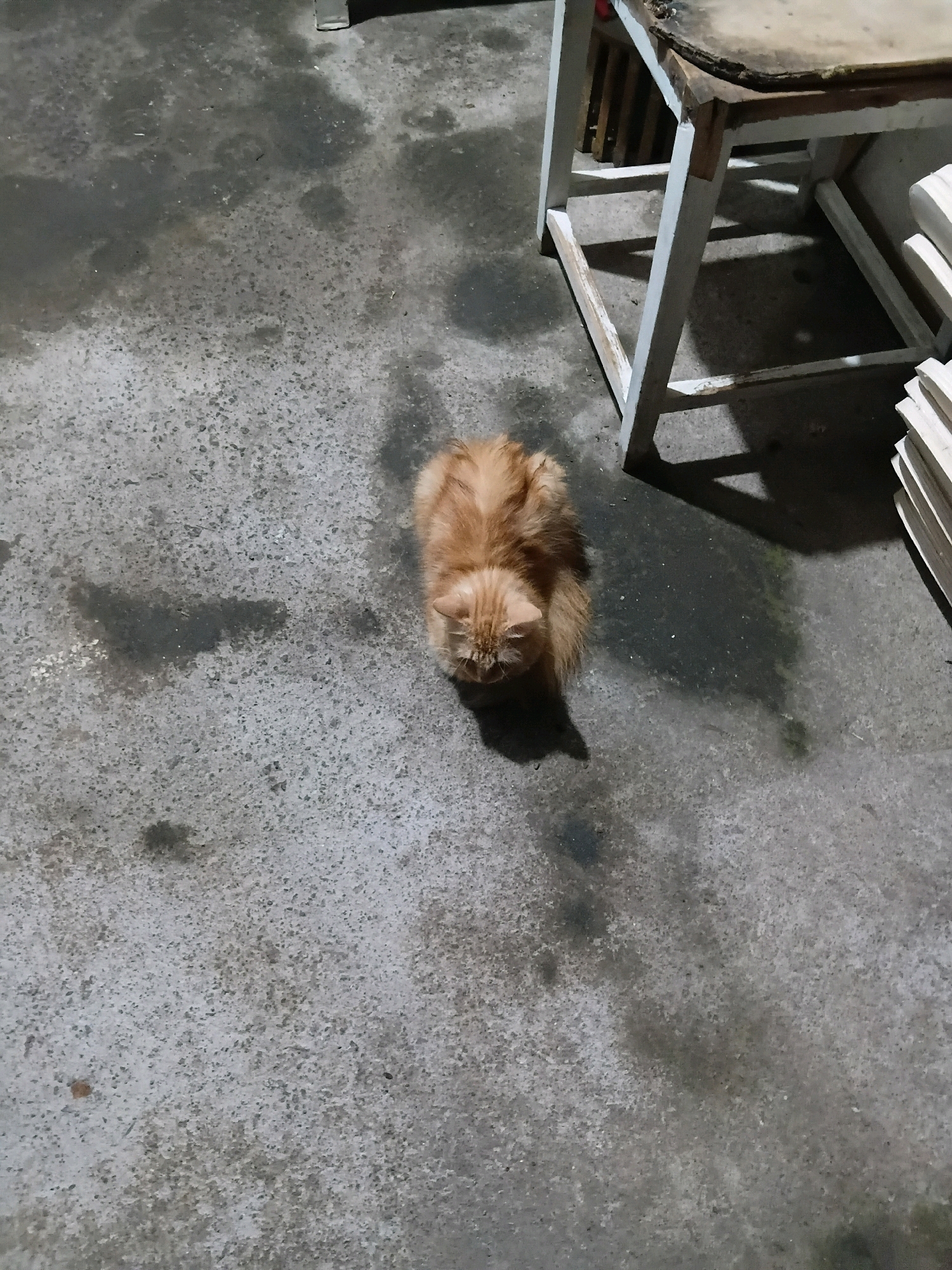 An orange tabby cat is curled up on a dirty concrete floor. The cat is facing away from the camera, with its head down. The floor is wet in some areas and appears to have oil stains. To the right of the cat is the leg and part of a table. The table appears to be made of wood and painted white, with some of the paint chipped. The table has a rough, worn surface. In the background, a stack of white planks is visible. The lighting suggests it is nighttime or a dimly lit indoor space. The image context indicates the location is Cikal, Indonesia.