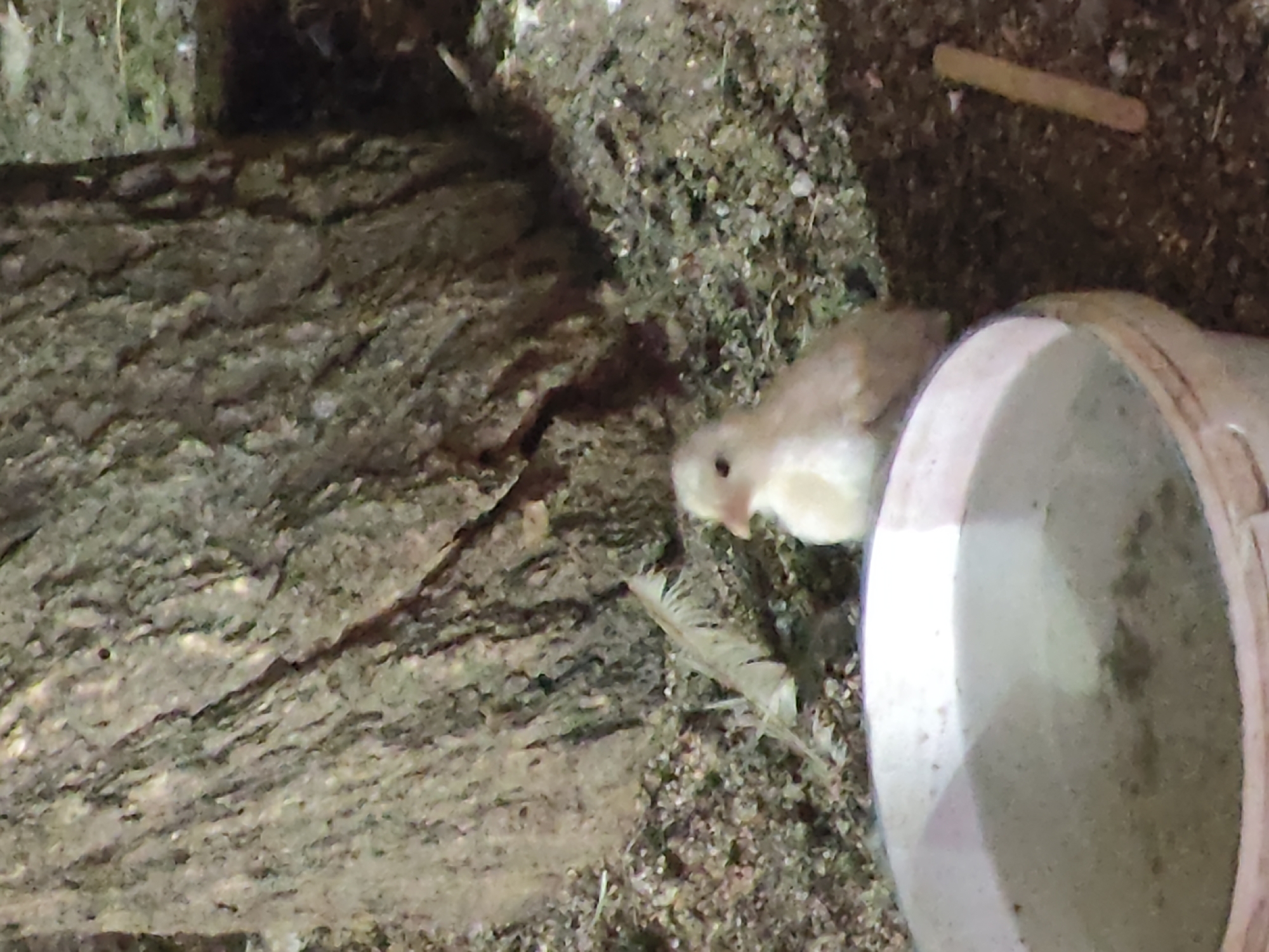 A lone, light-colored chick stands on the ground next to a bucket of water. The chick is positioned in the mid-right of the frame, facing left, with its beak slightly open. Behind the chick and to the left is the rough bark of a tree. In the foreground, a white bucket filled with murky water takes up the bottom left portion of the image. The ground appears to be a mix of soil and small stones, with a single feather lying on the ground between the chick and the bucket. A thin wooden stick is visible on the ground to the right of the chick. The overall scene is dimly lit, suggesting it might be evening or an indoor, poorly lit environment. The location provided, Leninkent, Russia, is not visually verifiable from the image content itself.