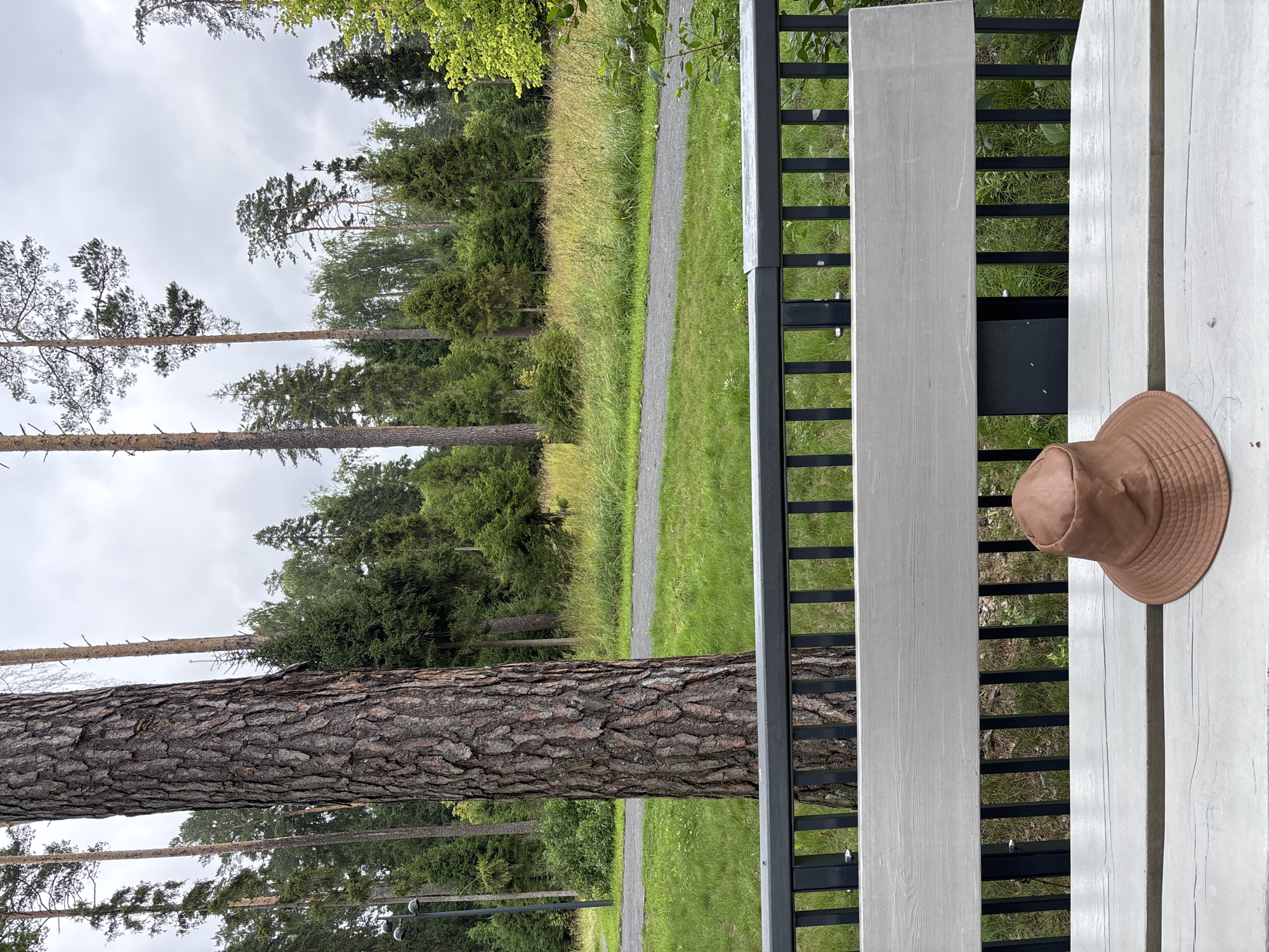 A brown bucket hat rests on a light-colored wooden bench in the foreground, situated in front of a black metal railing. Beyond the bench, a paved path curves through a grassy area, bordered by a dense forest of pine and deciduous trees under a cloudy sky. A large, textured tree trunk stands to the left of the frame, its bark prominently displayed. The overall setting appears to be a park or recreational area in Pavlovskaya Sloboda, Russia.