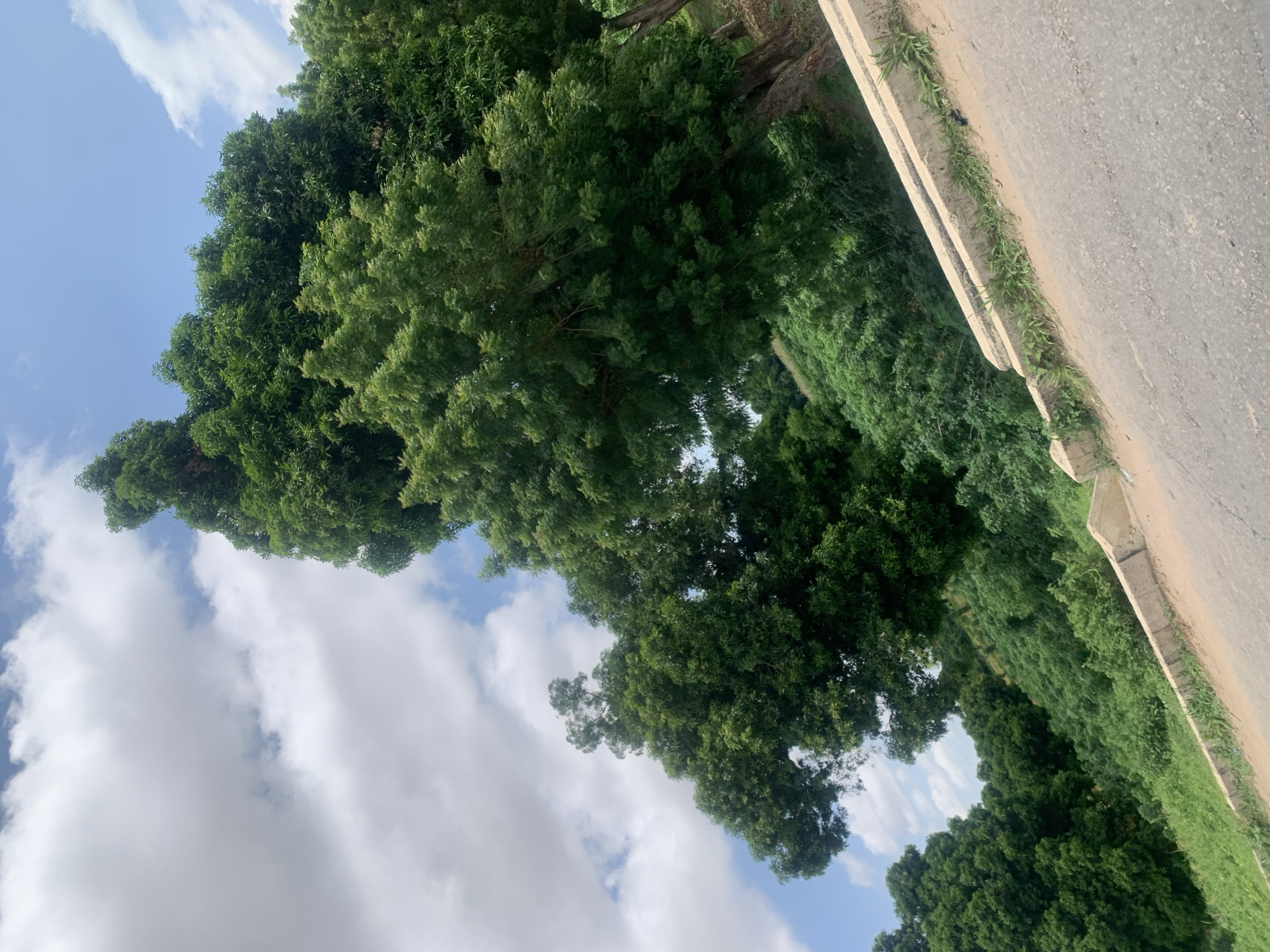 The image shows a lush green hillside covered with dense trees and vegetation, sloping downwards from right to left. A paved road runs along the bottom right of the frame, bordered by a concrete curb. The sky above is a mix of blue with scattered white clouds. The scene is likely a natural area within or on the outskirts of Jalingo, Nigeria, possibly a park, a roadside view, or a rural landscape adjacent to the city. There are no people or animals visible in the image. The overall impression is one of natural beauty and tranquility.