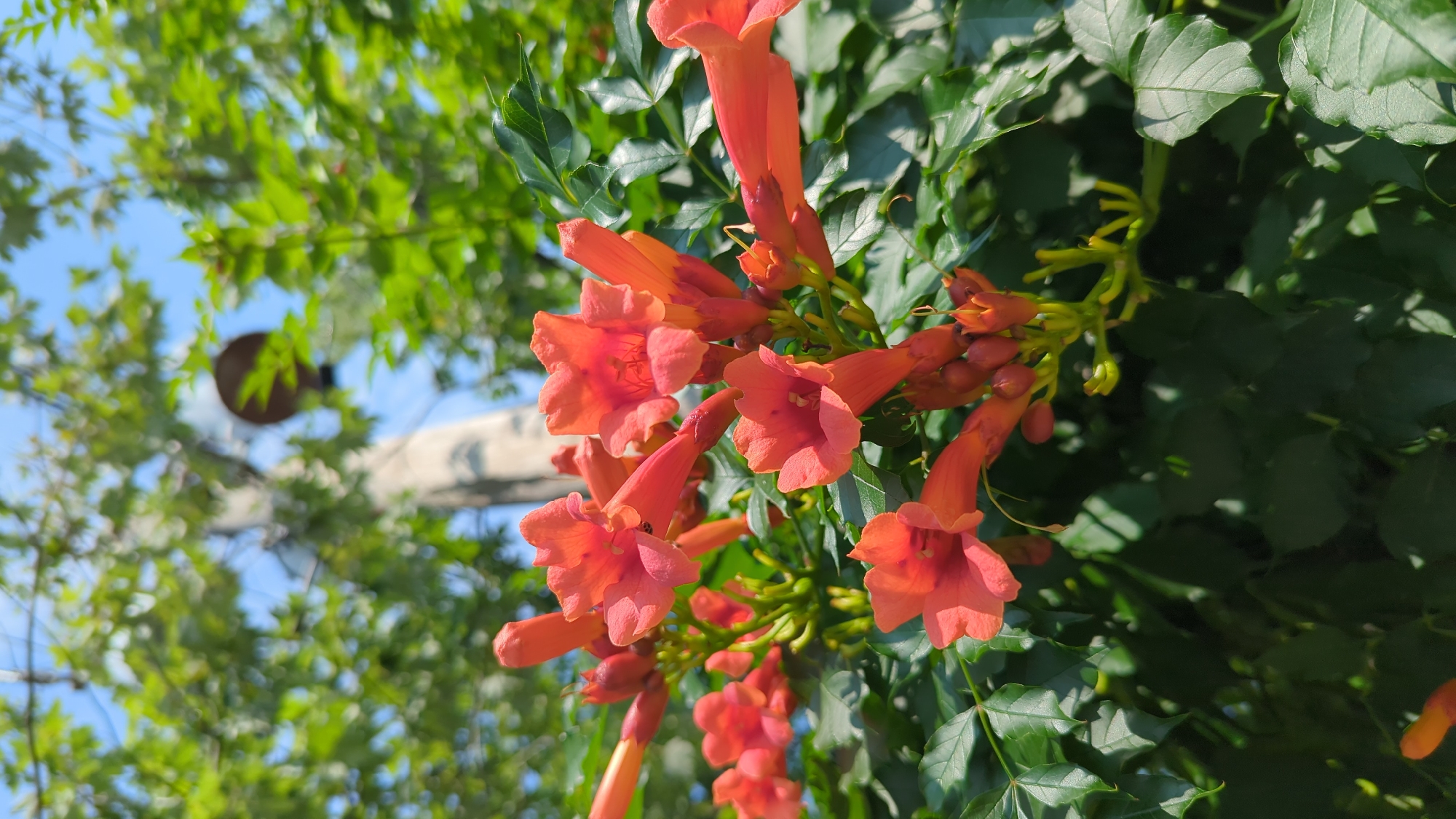 In Montreal, Canada, this close-up, eye-level shot captures a cluster of vibrant orange trumpet-shaped flowers, likely trumpet vines, in full bloom. The flowers are arranged on a branch with dark green, serrated leaves. In the background, out of focus, is a utility pole with a light fixture attached, and the bright blue sky is visible through the lush green foliage of trees. The lighting suggests it is a sunny day. There are no people or animals present in the image. The scene appears to be an outdoor setting, possibly a garden or a park, given the presence of flowers and trees in an urban environment.