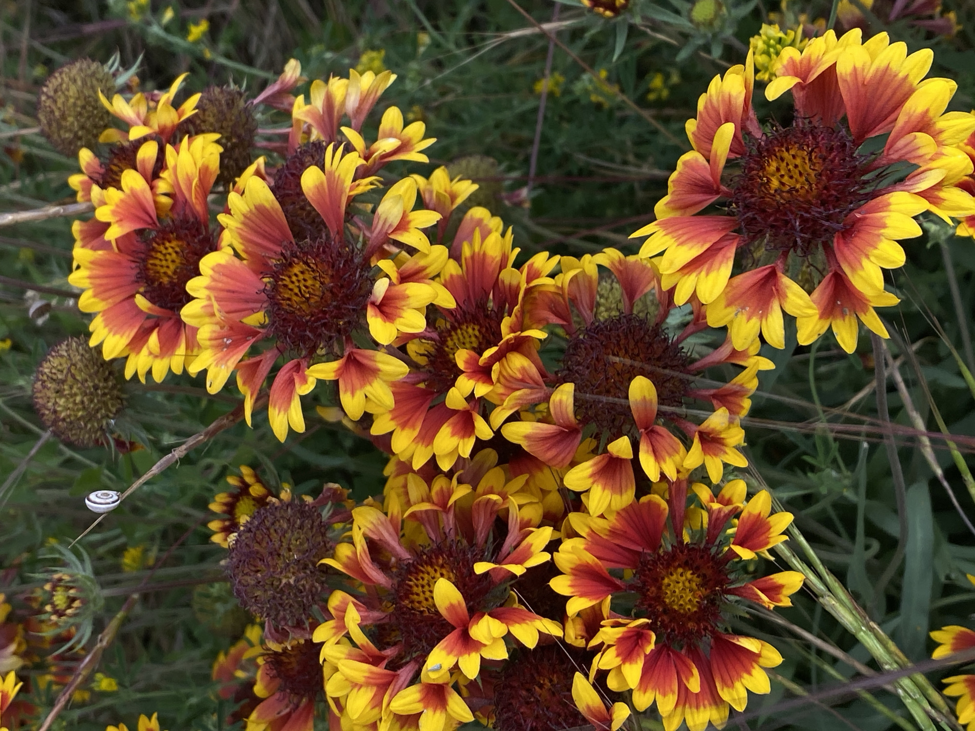 The image captures a close-up view of several blooming Blanket Flowers (Gaillardia) in Cairaclia, Moldova. The flowers display a vibrant gradient of colors, with petals transitioning from a deep red at their base to bright yellow at the tips. The centers of the flowers are a dark, reddish-brown, with visible seed structures. The foliage is a lush green, with some dry, brown stems and seed heads scattered throughout the scene, suggesting a late summer or early autumn setting. A small white and brown snail is visible on a thin, dry stem in the upper left quadrant of the image. The lighting suggests an overcast day or dappled sunlight, casting soft shadows. There are no people or visible man-made structures in the frame.