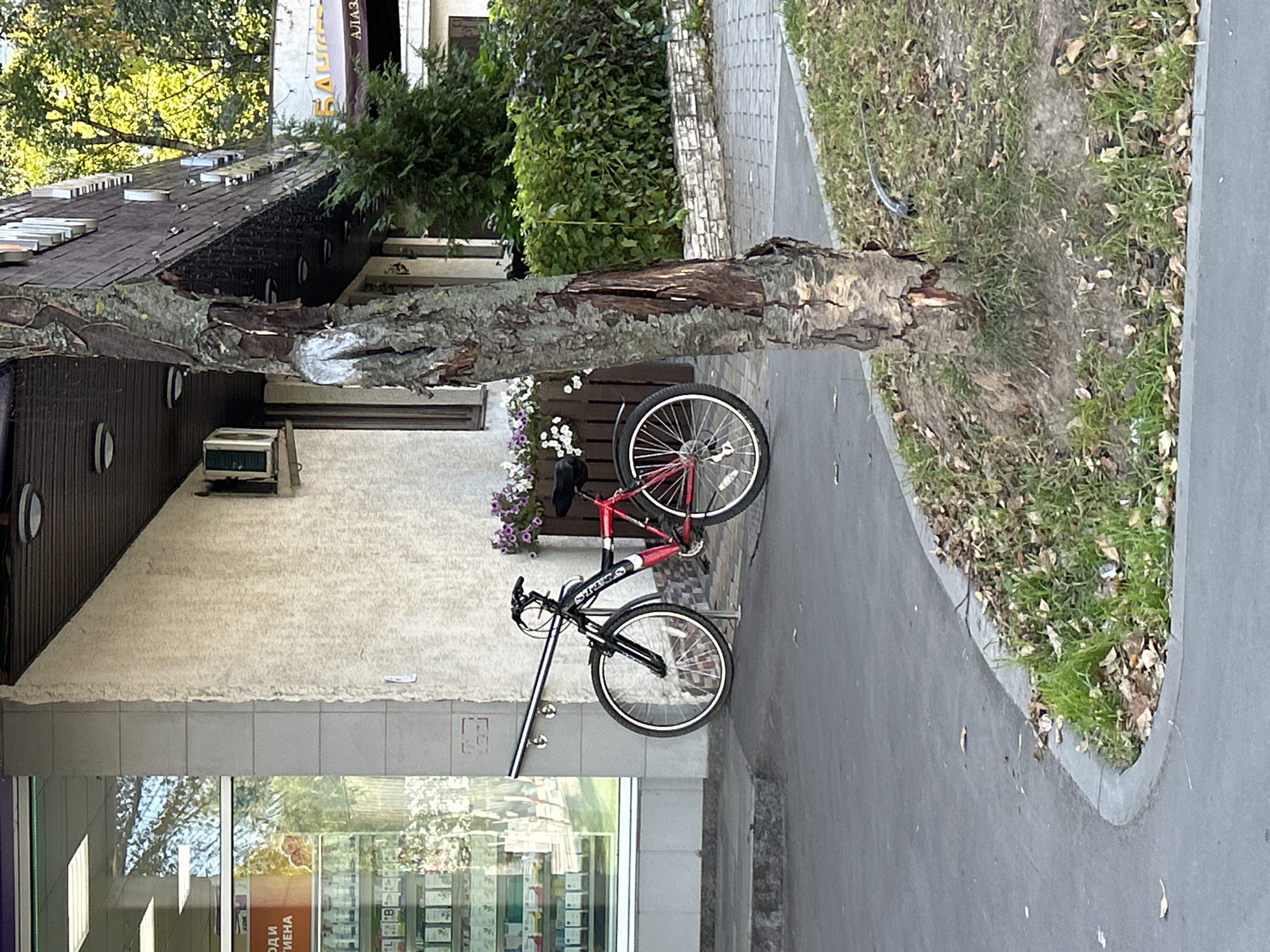 A red and black bicycle is parked next to a rough-textured wall. The bicycle is leaning against a metal railing. Behind the bicycle, a planter box contains purple and white flowers. To the left of the bicycle, a storefront window displays shelves of products. A tree trunk with peeling bark stands in the foreground, to the right of the bicycle. The ground is paved with asphalt and edged with a curb. Patches of grass and fallen leaves are visible around the tree. In the background, there is greenery and parts of buildings, including signage that appears to be in Cyrillic. The scene is illuminated by daylight.