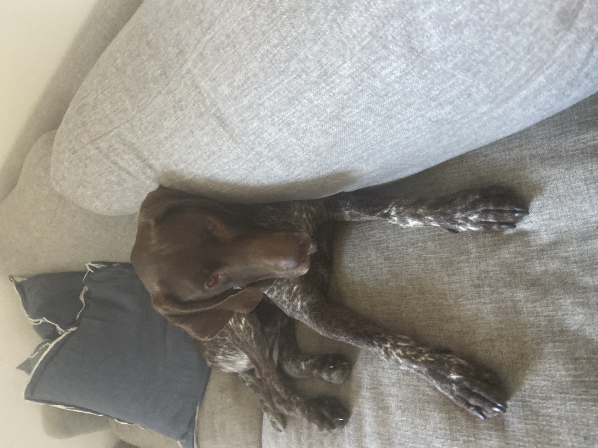 The image shows a brown and white brindle dog, likely a German Shorthaired Pointer, resting on a couch. The dog is lying down, with its body stretched out. Its head is resting on a pillow, and its paws are splayed on the couch cushions. The dog appears relaxed and comfortable.
The couch is a neutral gray color, and there are several pillows on it. One pillow is dark gray with white trim, and the other is a lighter gray. The background is a light-colored wall. The lighting in the image suggests it is daytime, possibly late morning or early afternoon. The overall mood of the image is peaceful and domestic. The location context is Matosinhos, Portugal.
