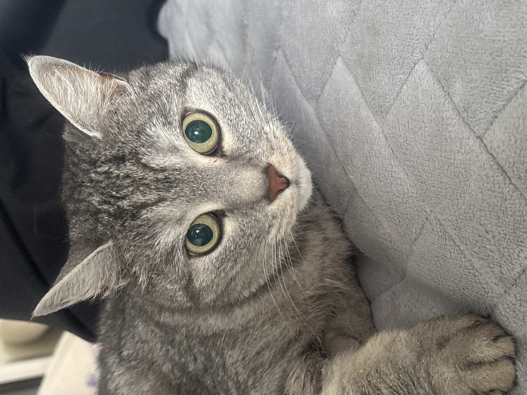 A gray tabby cat with green eyes is shown close-up, lying on a gray textured surface. The cat's head is turned slightly, and one paw is visible. The background is indistinct, but there is a dark object behind the cat's head. There is no indication of a city or location within Russia.