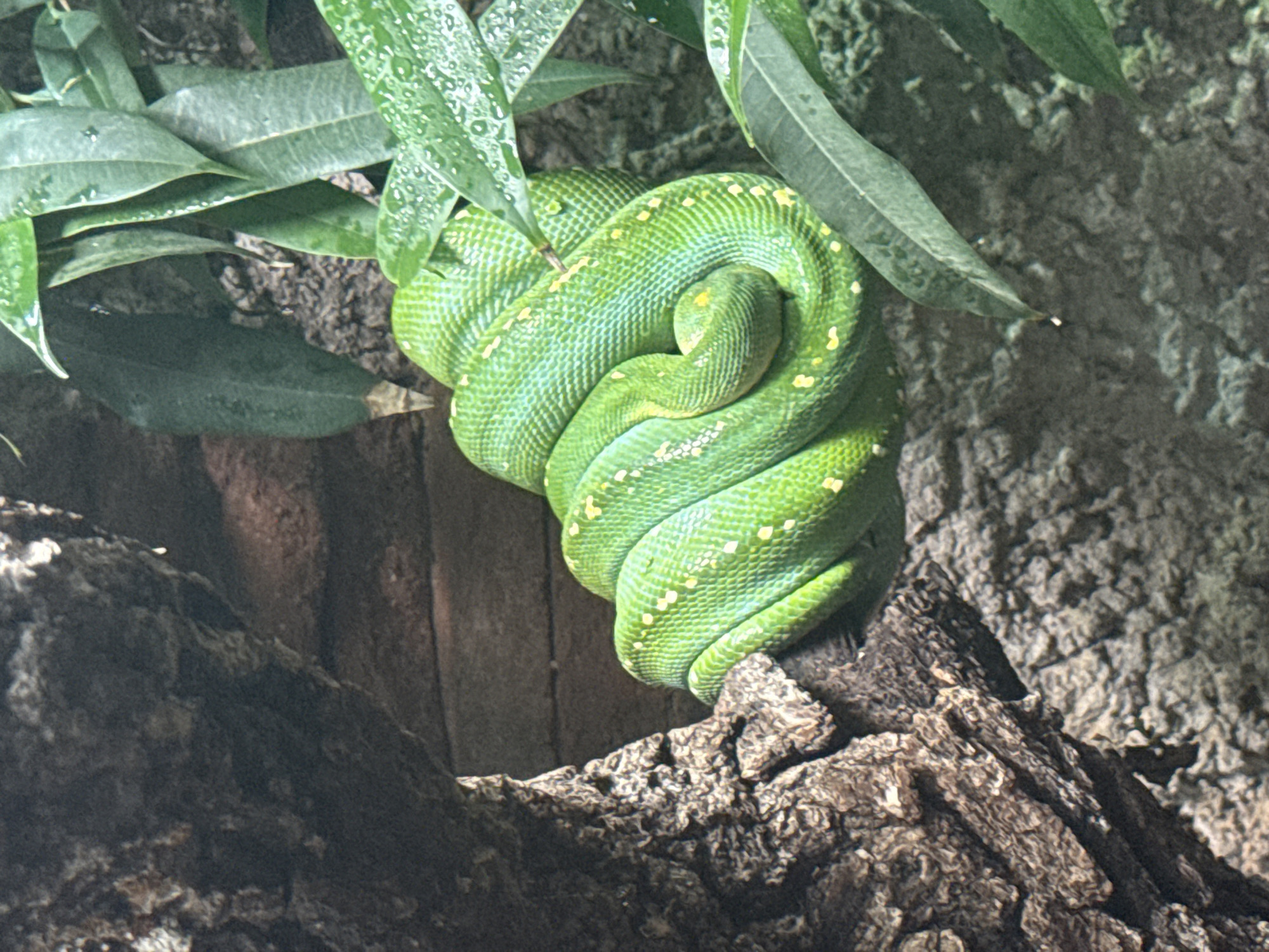 A coiled green snake with yellow markings rests on a branch. The snake is surrounded by lush green leaves and the rough texture of a tree trunk. The background is dark and out of focus, suggesting it is within an enclosure. The image does not provide any information that would allow for its location to be identified as Fuengirola, Spain.