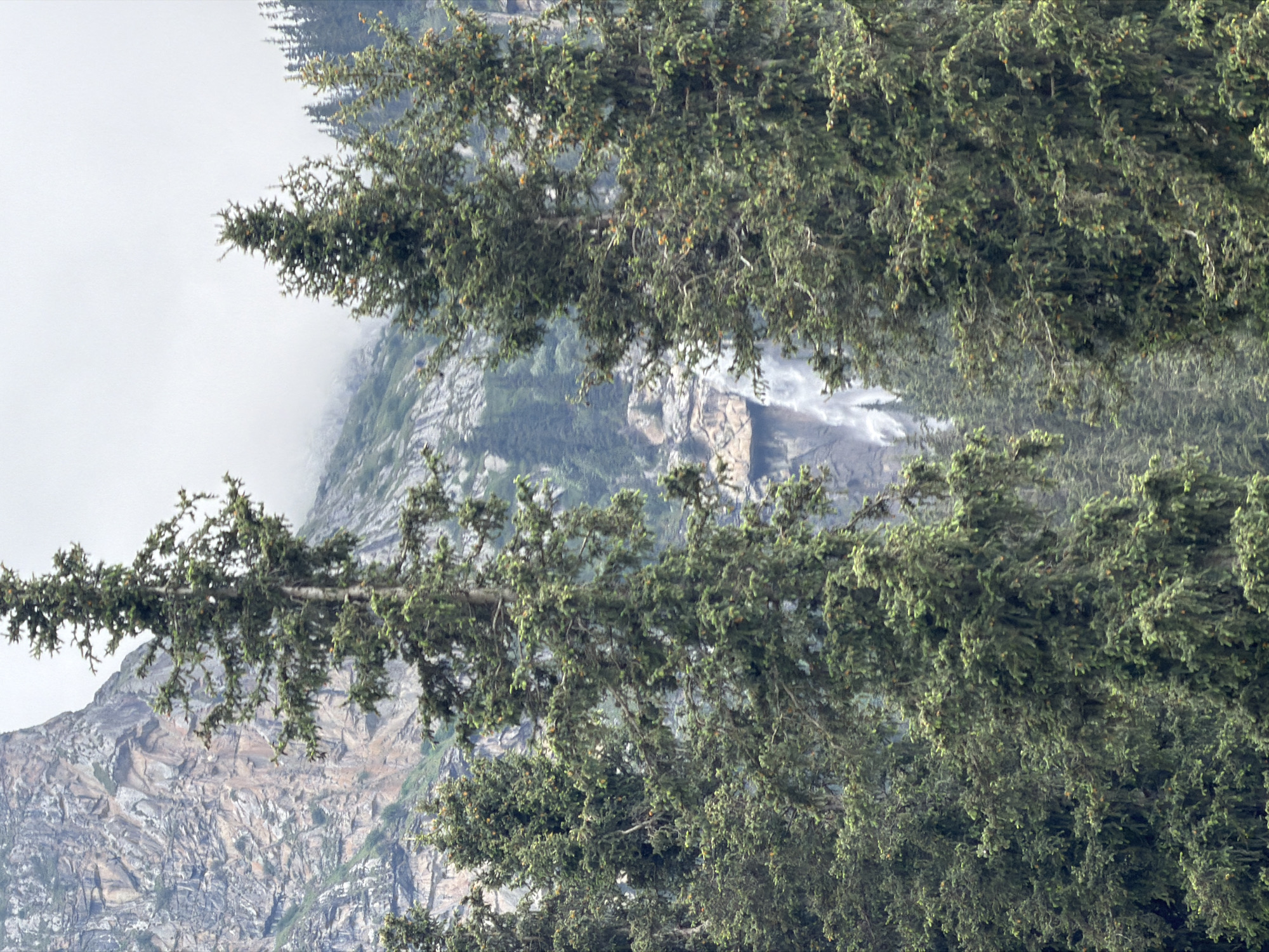 The image captures a misty mountain landscape viewed through the branches of coniferous trees. The foreground is dominated by the dense green foliage of the trees, with their branches hanging downwards, obscuring parts of the background. Small, reddish-brown cones are visible scattered among the needles.
Behind the trees, a rugged mountain slope is discernible, characterized by its rocky, uneven texture and shades of grey and brown. Wisps of white mist drift across the mountainside, partially veiling the scene and creating a sense of depth and mystery. In the distance, a faint waterfall can be seen cascading down the rocky face, adding a dynamic element to the otherwise static landscape. The overall atmosphere is serene and somewhat melancholic, enhanced by the soft, diffused light filtering through the mist, suggesting an overcast or early morning/late evening time of day. The location appears to be a natural, mountainous environment, possibly a forest at a high altitude. There is no text visible in the image.