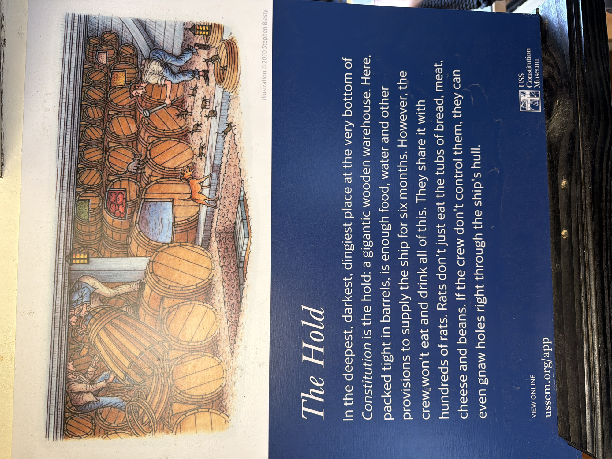 The image shows a section of an informational display at the USS Constitution Museum in Boston, Massachusetts. The display features an illustration of the ship's hold, depicting rows of wooden barrels packed tightly. Two figures, presumably sailors, are shown interacting with the barrels, one appearing to be rolling a barrel and the other assisting. The illustration also includes a dog and several rats among the barrels, illustrating the challenging conditions of shipboard life. Text below the illustration provides context, describing the hold as a "gigantic wooden warehouse" used to store provisions for six months and noting the presence of rats that would consume food and gnaw on the ship's hull. The bottom of the display includes the museum's logo and a website address.