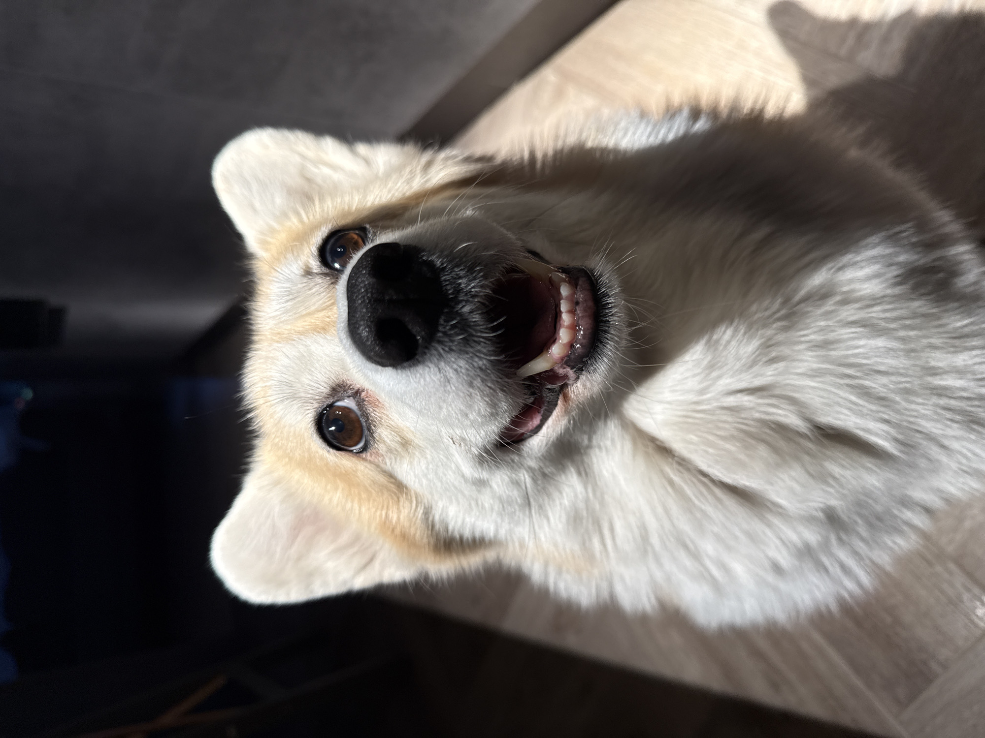 A close-up, inverted shot features a corgi dog lying on its back, with its head tilted upward, displaying its teeth. The dog has a white and tan coat, dark eyes, and a black nose. Sunlight casts shadows across its face and the wooden floor surface on which it lies. The background is out of focus, with dark areas contrasting with the bright, sunlit portions of the floor. The exact location within the city of Krasnoyarsk, Russia, cannot be determined from the image.
