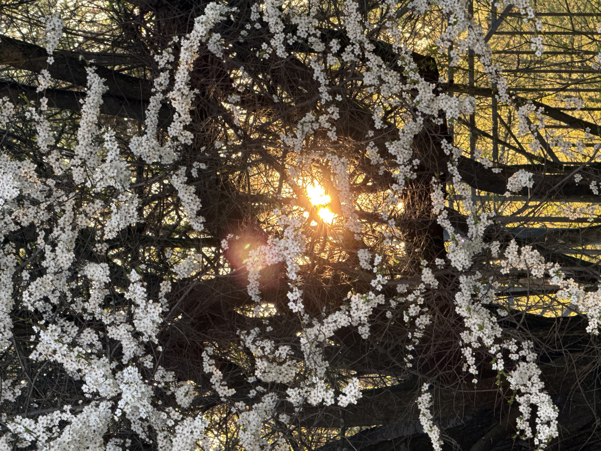 The image shows a close-up of tree branches densely covered in small white blossoms. The branches are dark and tangled, with the sun shining through the gaps, creating a bright, diffused light effect. The background is slightly out of focus and consists of other trees and foliage. The overall impression is of a spring scene, with the sunlight and blossoms creating a warm and inviting atmosphere. No people, subjects, objects, actions, or interactions are visible.