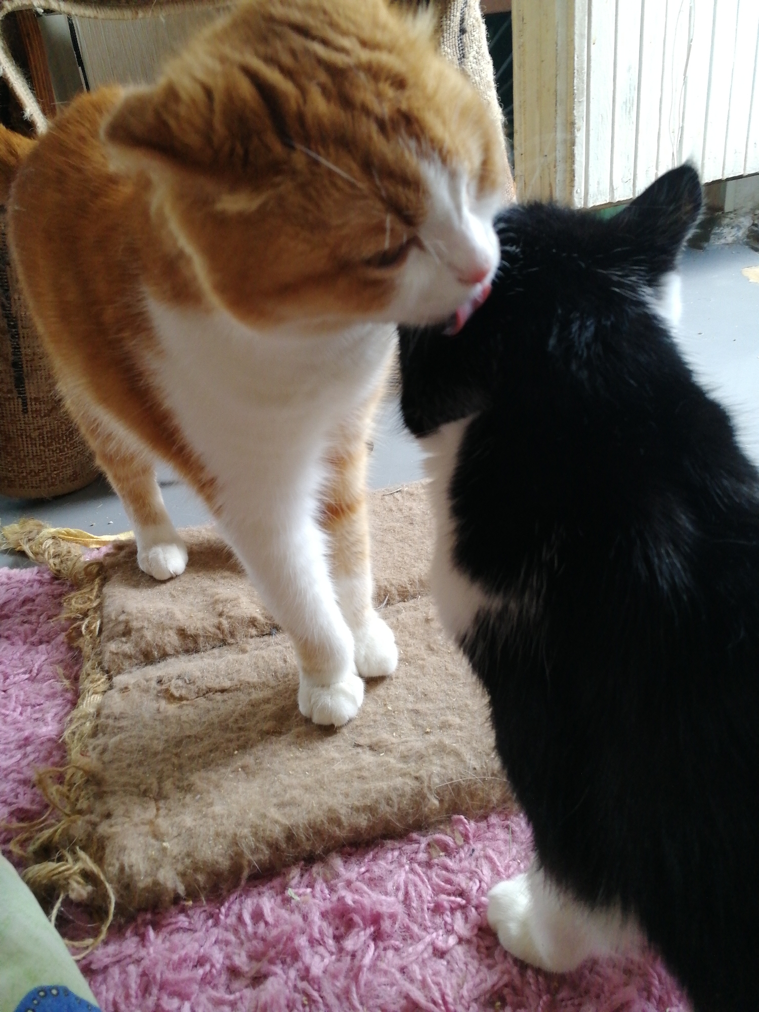Two cats, one orange and white, the other black and white, are interacting on a pink rug and a small brown mat. The orange and white cat is licking the black and white cat on the head. The background includes a woven burlap sack, a wooden wall with vertical planks, and a gray floor. The scene appears to be indoors, possibly in a domestic setting in Volzhsky, Russia, given the context provided.