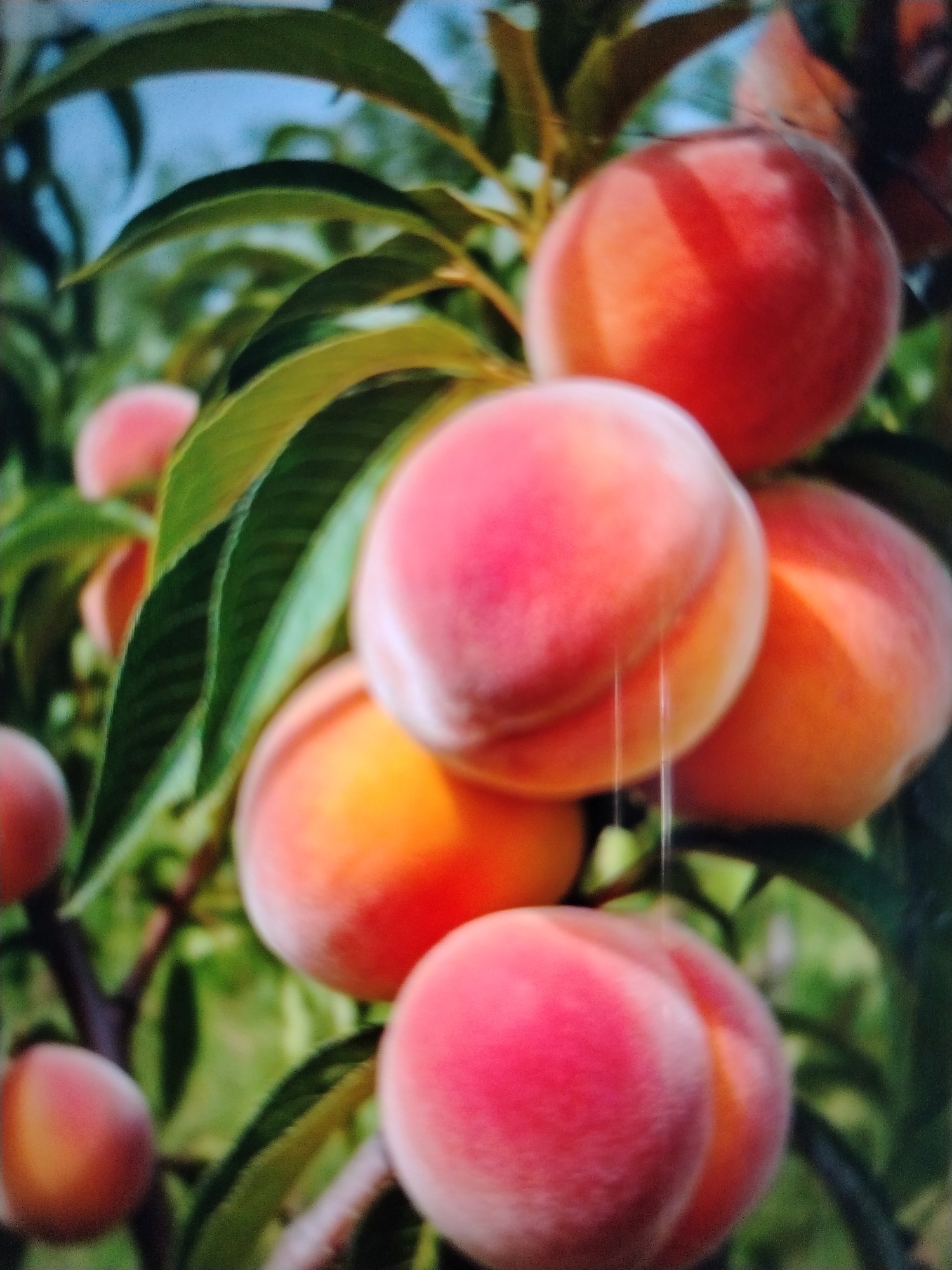 The image shows several ripe peaches hanging from a tree branch, with green leaves in the background. The peaches are round and have a reddish-orange hue, with a fuzzy texture. Some of the peaches are in sharp focus, while others are blurred, suggesting a shallow depth of field. The lighting indicates a bright, sunny day. The overall scene is one of natural abundance. The image is a photograph, and the detail within the photograph is consistent with that medium. The scene is likely outdoors, as indicated by the presence of a tree and natural lighting. The fruits are the primary subjects of the photograph.