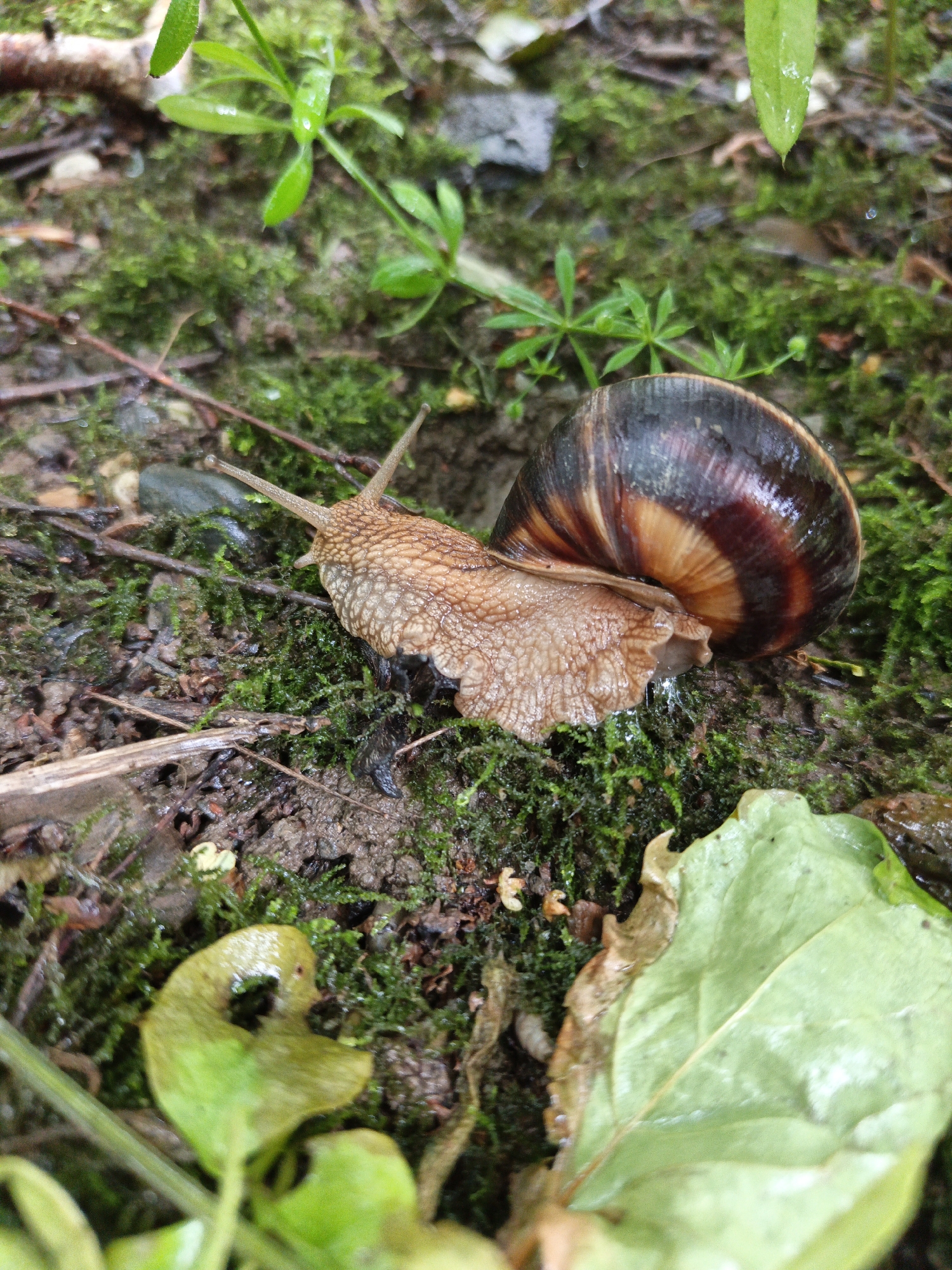 A snail crawls across mossy ground in Goryachiy Klyuch, Russia. The snail has a dark brown and tan striped shell. The ground is covered with green moss, small green plants, leaves, and twigs. The environment appears damp.
