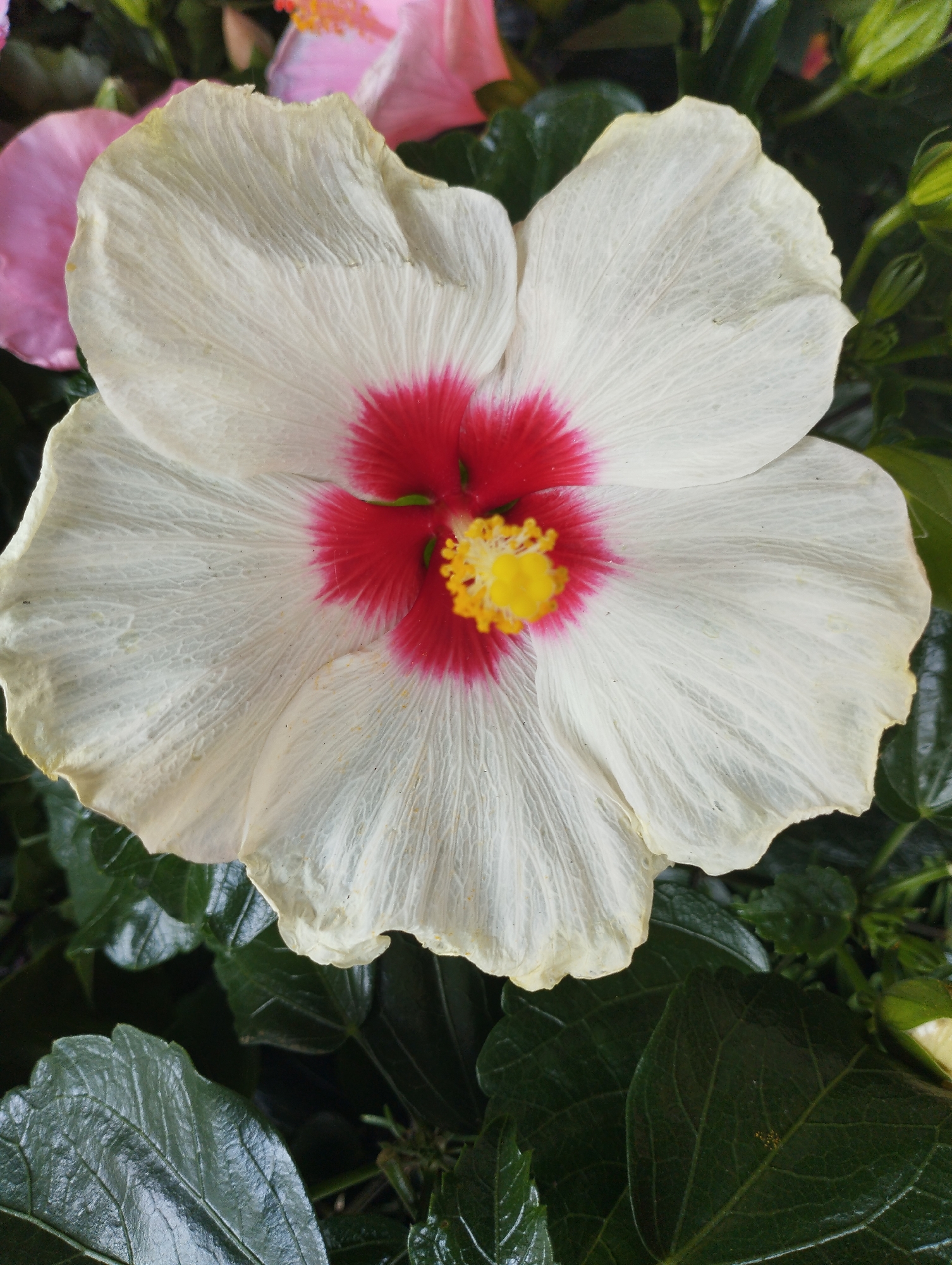 A close-up, top-down view of a white hibiscus flower with a red center and yellow stamen. The flower is in focus, with its delicate, veined petals spread open. Behind it, out of focus, are hints of pink hibiscus flowers and vibrant green leaves. The scene appears to be from a garden or a botanical setting, possibly in Biasca, Switzerland.
