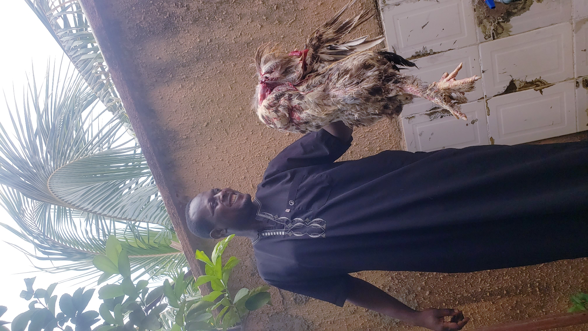 The image, displayed on its side, captures a man holding a freshly slaughtered fowl in what appears to be an outdoor or semi-outdoor setting in Sabon Tasha, Nigeria.
The central subject is a man with dark skin and short hair, looking upwards with a faint smile or grimace. He is dressed in a dark, long-sleeved garment, possibly a traditional tunic or dashiki, featuring prominent white embroidered patterns on the chest and sleeves. With his right hand, he holds a large bird, likely a chicken, vertically by its body.
The bird has mottled light brown and white feathers. It appears to be deceased or recently slaughtered, as its neck is stretched and shows significant signs of a cut, with visible bloodstains around the head and throat area. Its distinctive taloned feet are clearly visible, hanging downwards.
The background is divided by natural and man-made elements. To the left (which would be the upper part if viewed upright), lush green foliage dominates, including large, fan-shaped palm fronds and other leafy plants, set against a bright, possibly overcast, sky. To the right (the lower part if viewed upright), there is a textured, light brown or beige wall. Above this wall, a section of light-colored tiles shows considerable wear and discoloration. A dark, angular structural element, potentially a beam or pillar, runs across the upper right portion of the frame.
The scene depicts an activity associated with the preparation of poultry, likely for food or a specific cultural or religious ritual. The bright lighting suggests the image was taken during the daytime. There is no visible text present in the image.