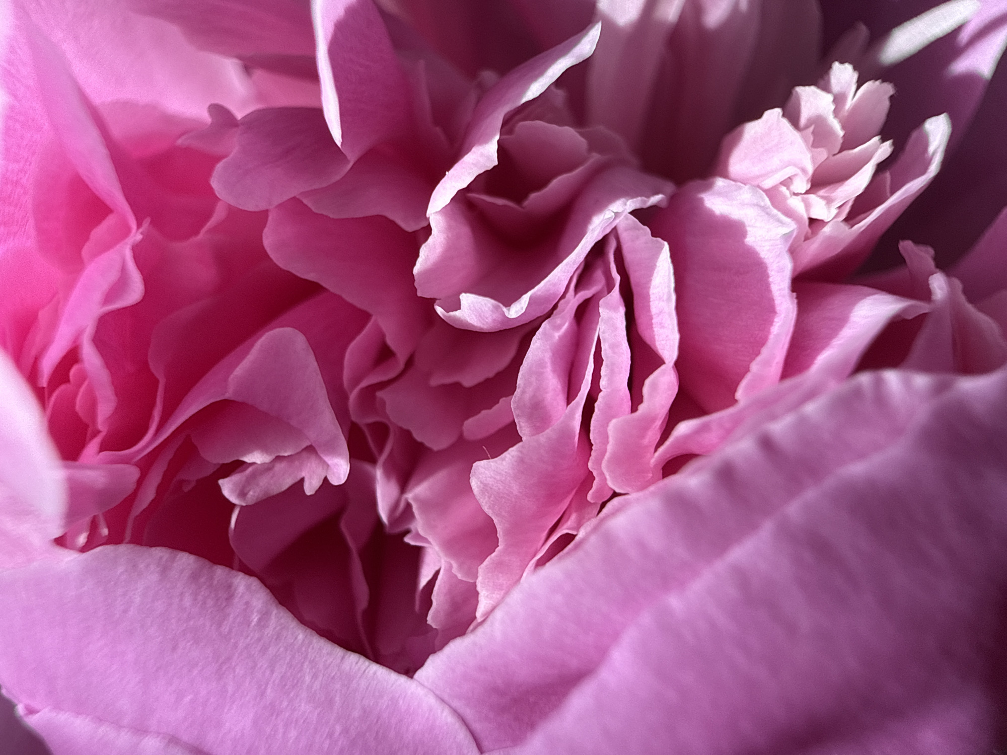 The image is a close-up of a pink peony flower, filled with layers of petals. The color is a soft, dusky pink. Some petals are curled and tightly packed. The light source is above and to the right, creating a shadow on the upper right. There is no evidence to support the location as Chaikovsky, Russia.