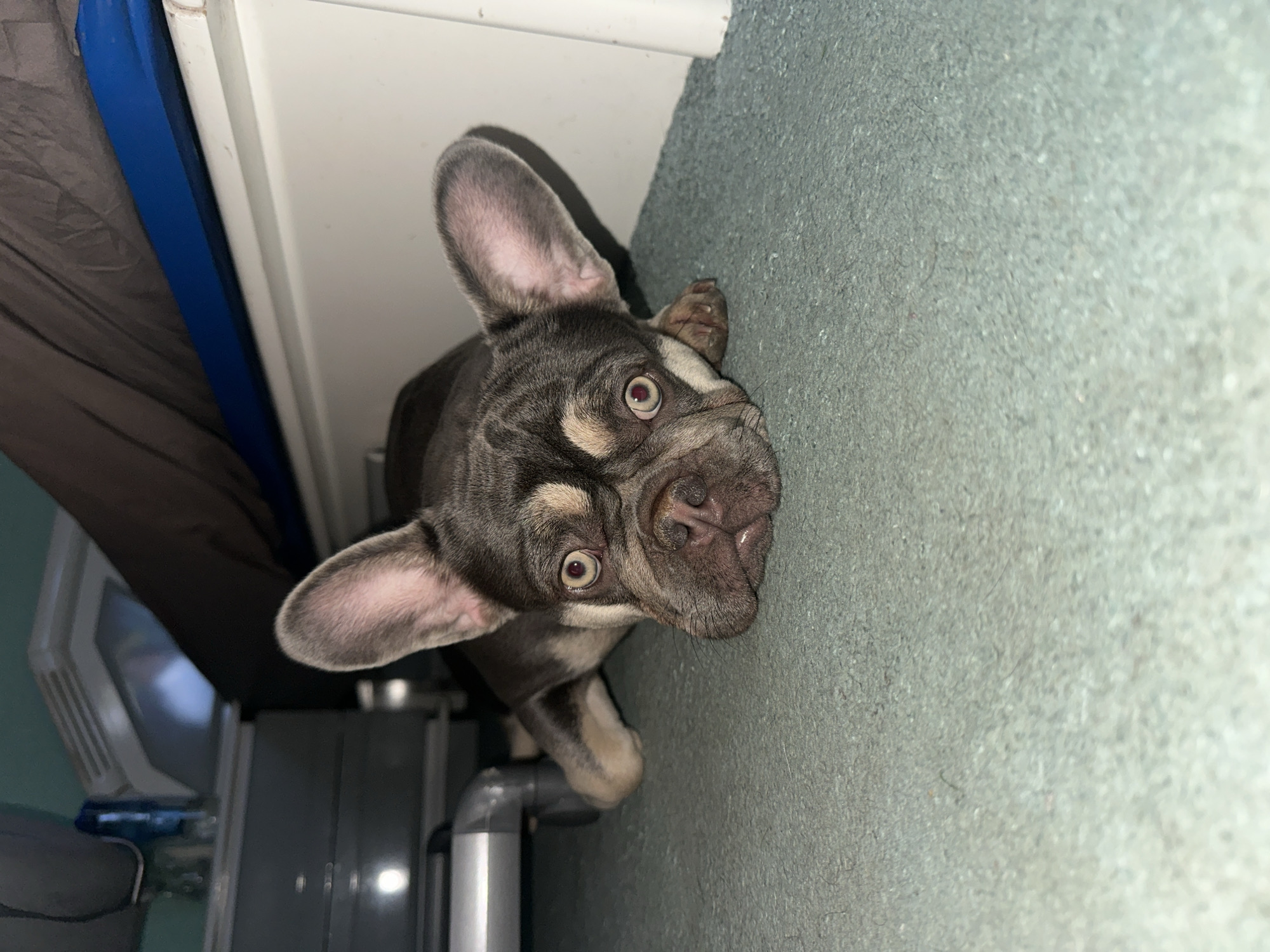 An overhead shot captures a curious French Bulldog puppy looking directly into the camera. The dog has short, dark gray or brown fur with distinctive tan markings above its eyes and on its muzzle. Its large, round eyes, which appear light brown or hazel, show a red-eye effect, suggesting flash photography. Its ears are prominent and stand upright, displaying soft pink inner surfaces. The dog's dark, wrinkled nose and muzzle are also clearly visible.
The puppy is positioned on a light gray or muted blue carpeted floor, which covers the foreground and extends to the right of the frame. The carpet surface shows a slightly textured appearance with some small dark specks, possibly lint or dust. To the left of the dog, a white baseboard runs along the bottom of a white wall.
In the blurred background on the far left, a section of dark blue material, possibly a blanket or part of a bed, is visible next to a darker, perhaps brown or gray, fabric. Below the dog's left ear and paw, there are indistinct metallic and gray elements, including what appears to be part of a fitness machine with a screen-like component, and a cylindrical metallic leg or pipe. The overall lighting suggests an indoor setting with artificial light. There is no visible text in the image.