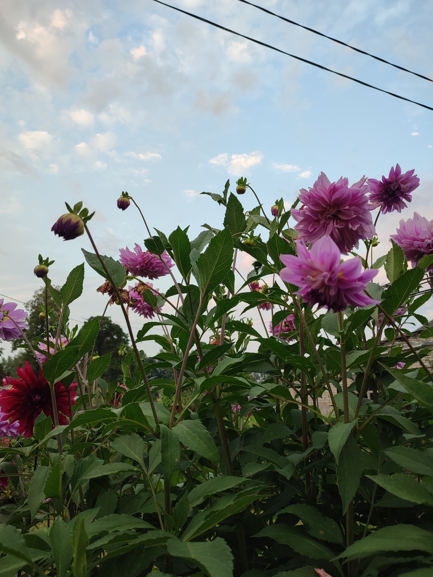 The image shows a close-up view of dahlias in bloom against a cloudy sky. The flowers are primarily shades of pink and purple, with a single dark red dahlia visible on the left. The plants have lush green leaves and thick stems. In the background, power lines are visible stretching across the sky, and hints of a brick structure can be seen on the far right. The scene is likely outdoors in a garden or natural setting. The image was taken in Варнянскі сельскі Савет, Belarus.