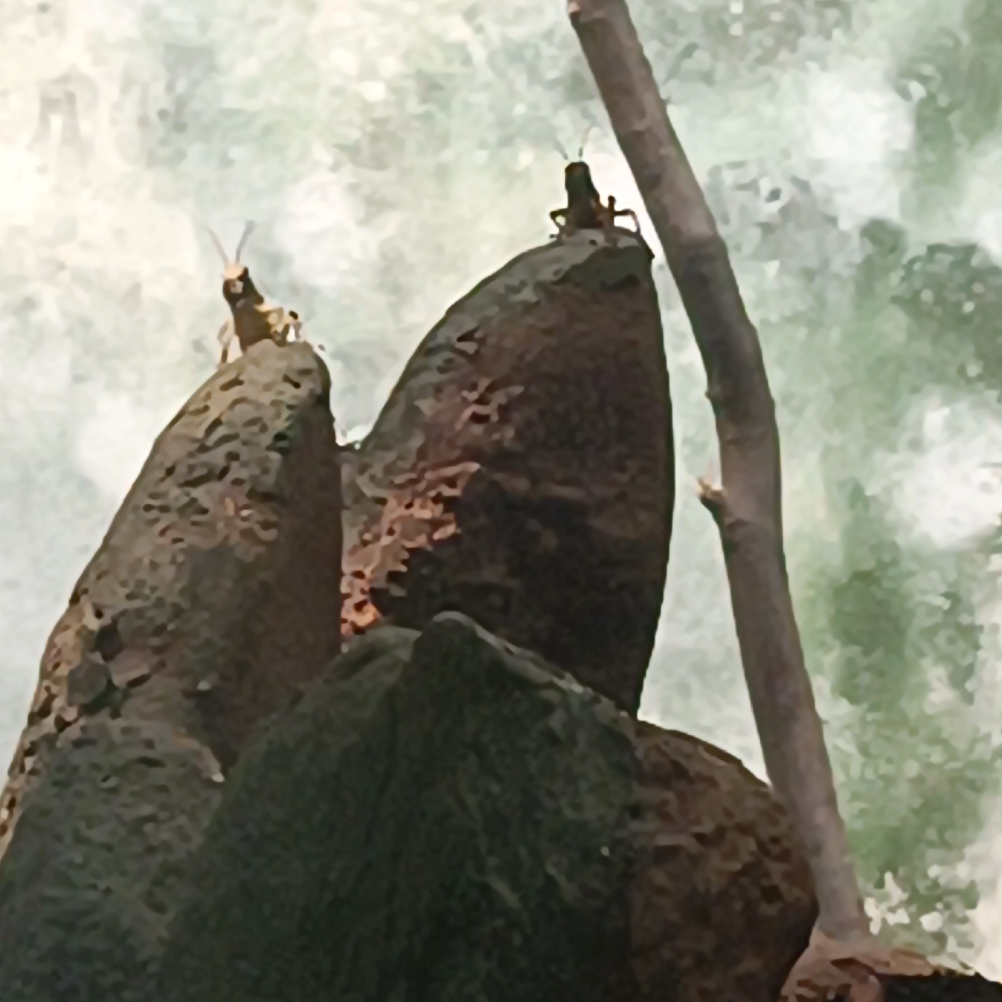 Two grasshoppers perch on the textured, dark brown surfaces of rocks, which appear to be part of a naturalistic exhibit or landscape. The grasshopper on the left is positioned at the peak of a rock formation, its body dark with lighter accents on its head and limbs, and its antennae are clearly visible. The second grasshopper is slightly further to the right and lower, also perched on a rock. The background consists of a soft-focus, impressionistic wash of light green and white, suggesting foliage or a light-colored textured wall. A thin, vertical brown branch runs along the right side of the frame, partially obscuring the background. The scene is lit from above, casting subtle shadows on the rocks. There are no people visible. The location is not specified as Frankfurt, Germany, as the image contains no identifiable landmarks or clues to suggest this location.