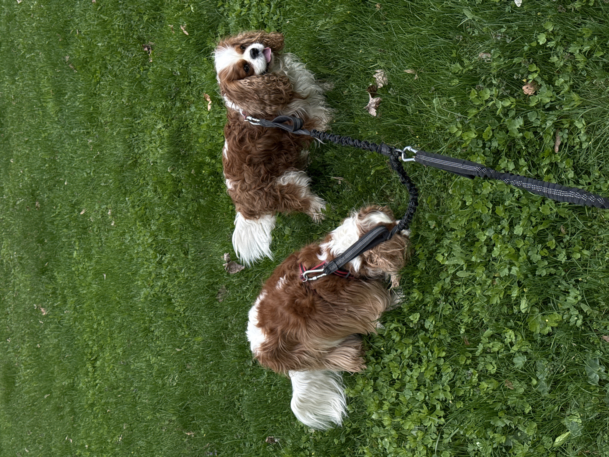 Two Cavalier King Charles Spaniels, both brown and white, lie on green grass. They are leashed together. The scene is an outdoor environment in Sapronovo, Russia.