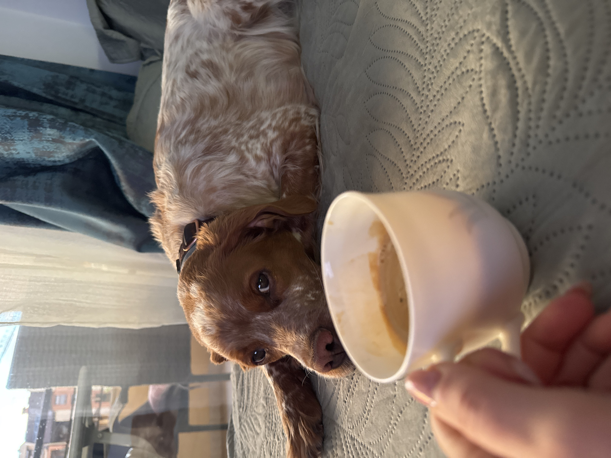 A brown and white spotted dog lies on a grey quilted bedspread next to a cup of coffee held by a person's hand. The dog is looking at the camera with brown eyes. The cup is white and partially filled with coffee. A window is visible in the background, showing buildings. The photo was likely taken in Sofia, Bulgaria.