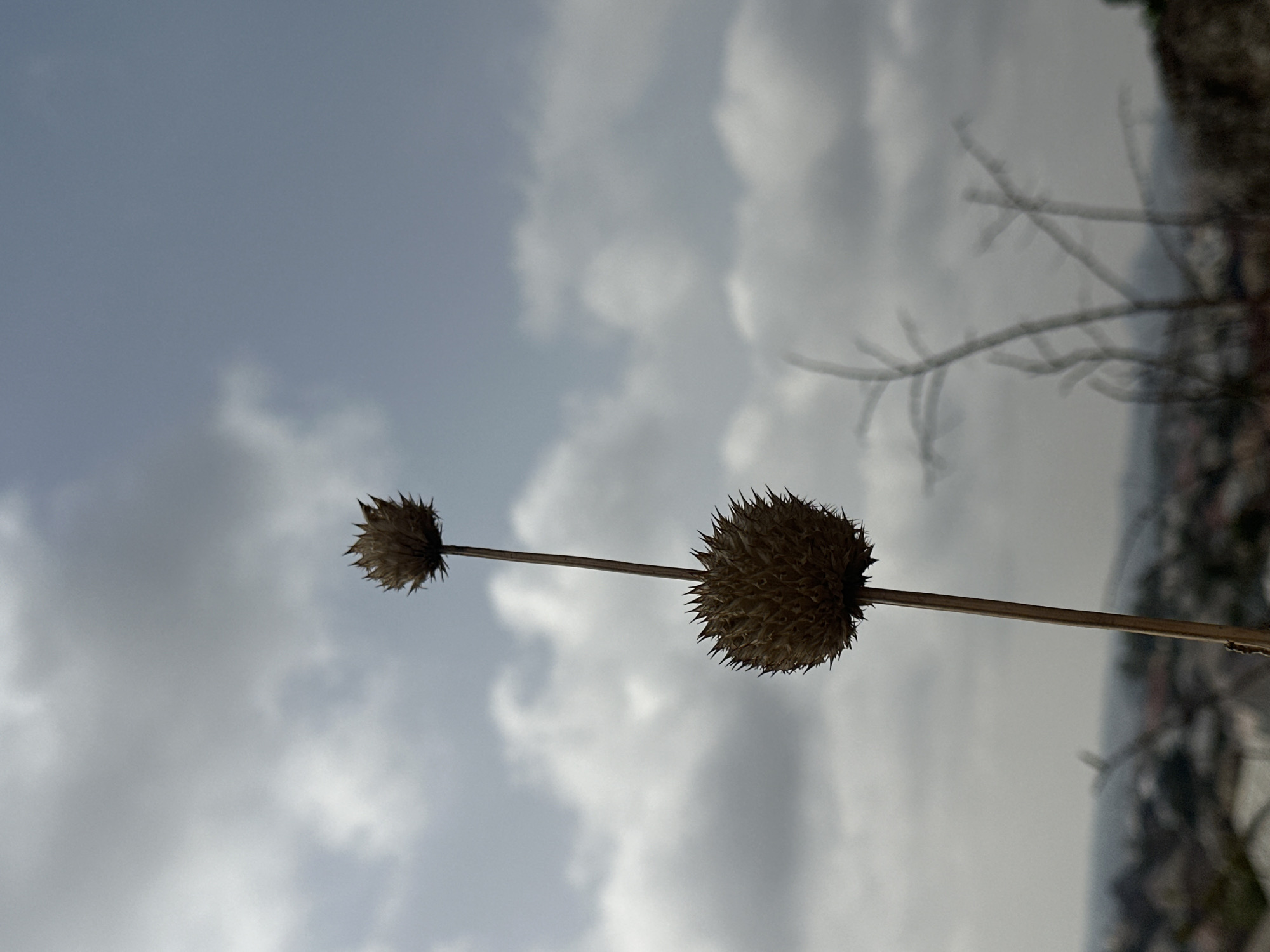 The image shows a close-up of a dry plant stem with two spiky seed heads against a backdrop of cloudy sky. The scene appears to be outdoors, given the sky. It is not possible to determine the location in Jos, Nigeria or information about people, subjects, objects, actions, interactions from this image.