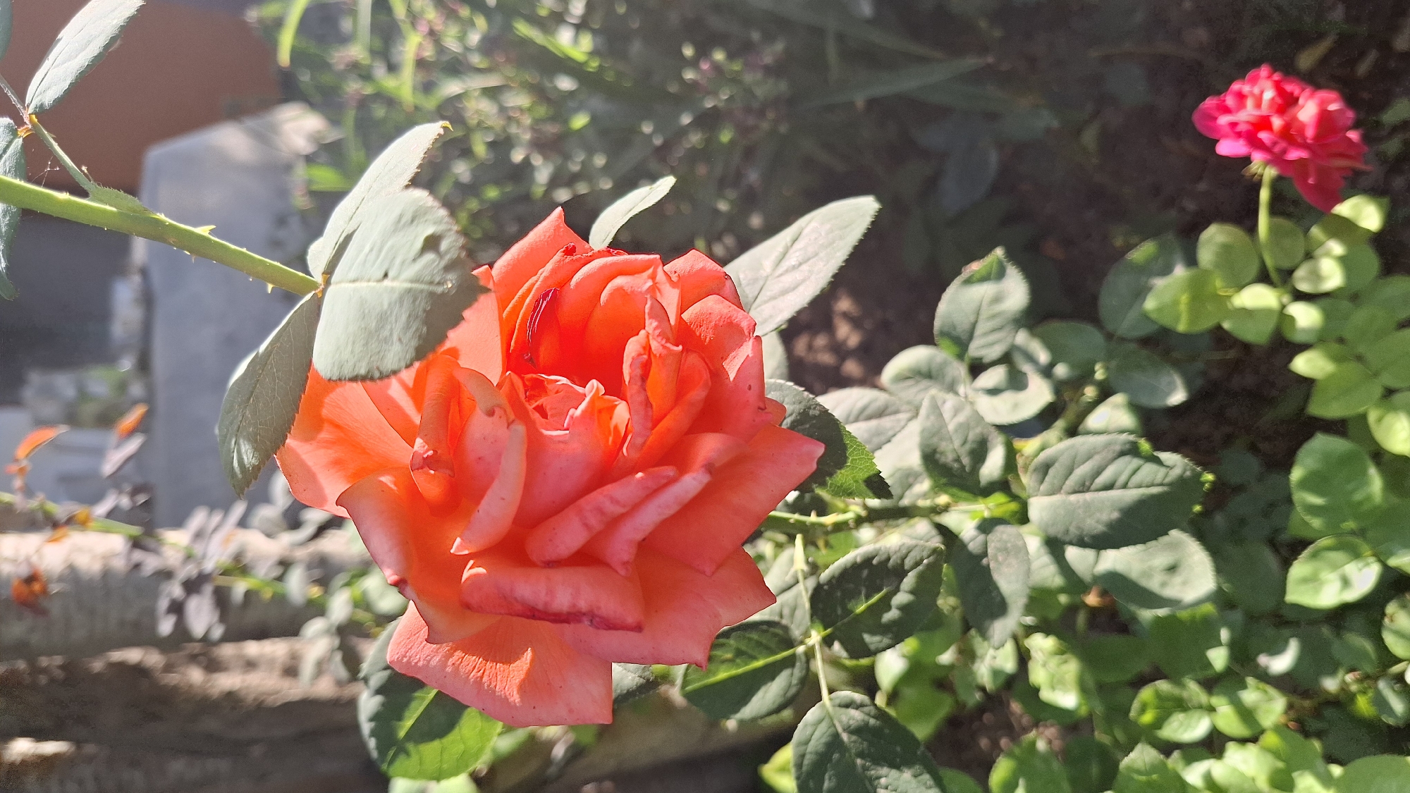 The image shows a close-up of a bright coral-colored rose in bloom, with its petals unfurling. The rose is positioned in the upper left quadrant of the frame, with a green stem extending upwards. Several green rose leaves are visible surrounding the bloom, some with slight shadows cast upon them. In the background, a blurred tree trunk is present on the left, and out-of-focus greenery and a pink flower are visible on the right. The lighting suggests it is daytime, with sunlight illuminating the rose from the right. The setting appears to be a garden or outdoor plant area, likely in Шұбарсу, Kazakhstan, given the context provided.