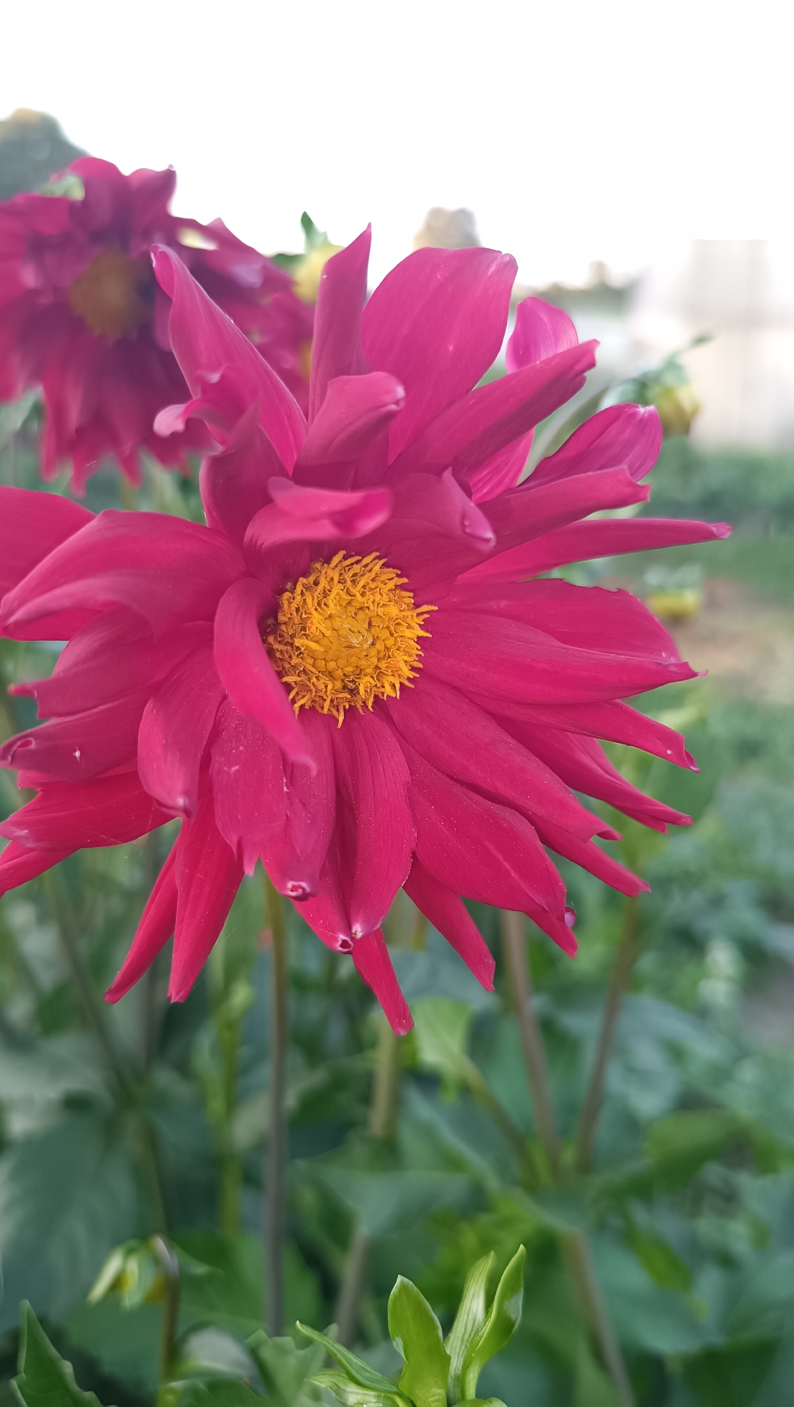 A close-up, vertical, eye-level shot captures a vibrant, fuchsia dahlia in full bloom, its petals radiating outwards from a golden-yellow center. The flower is in sharp focus, with its delicate, pointed petals showcasing subtle water droplets. In the background, another fuchsia dahlia, slightly out of focus, adds depth to the composition. The surrounding environment consists of blurred green foliage and stems, suggesting a garden setting. The sky above is a bright, washed-out white, indicating a daytime scene. The image does not contain any individuals or specific landmarks that would suggest its location in Karsha, Russia.